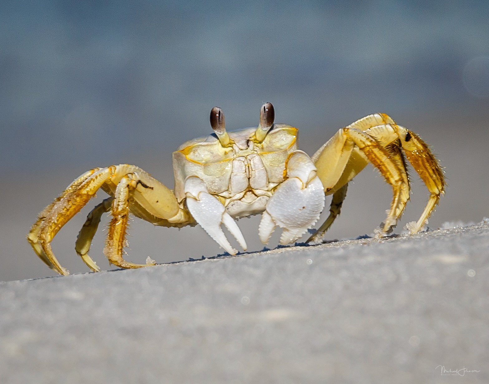 "Second Place" - Close-ups  Up Periscope - Ghost Crab