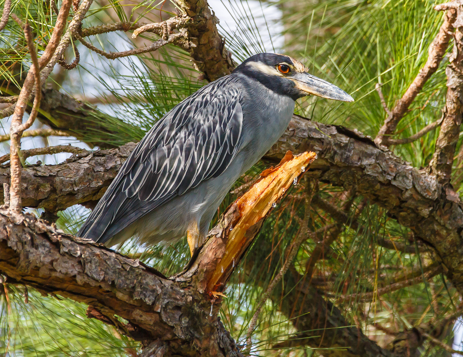 Yellow-crowned Night Heron