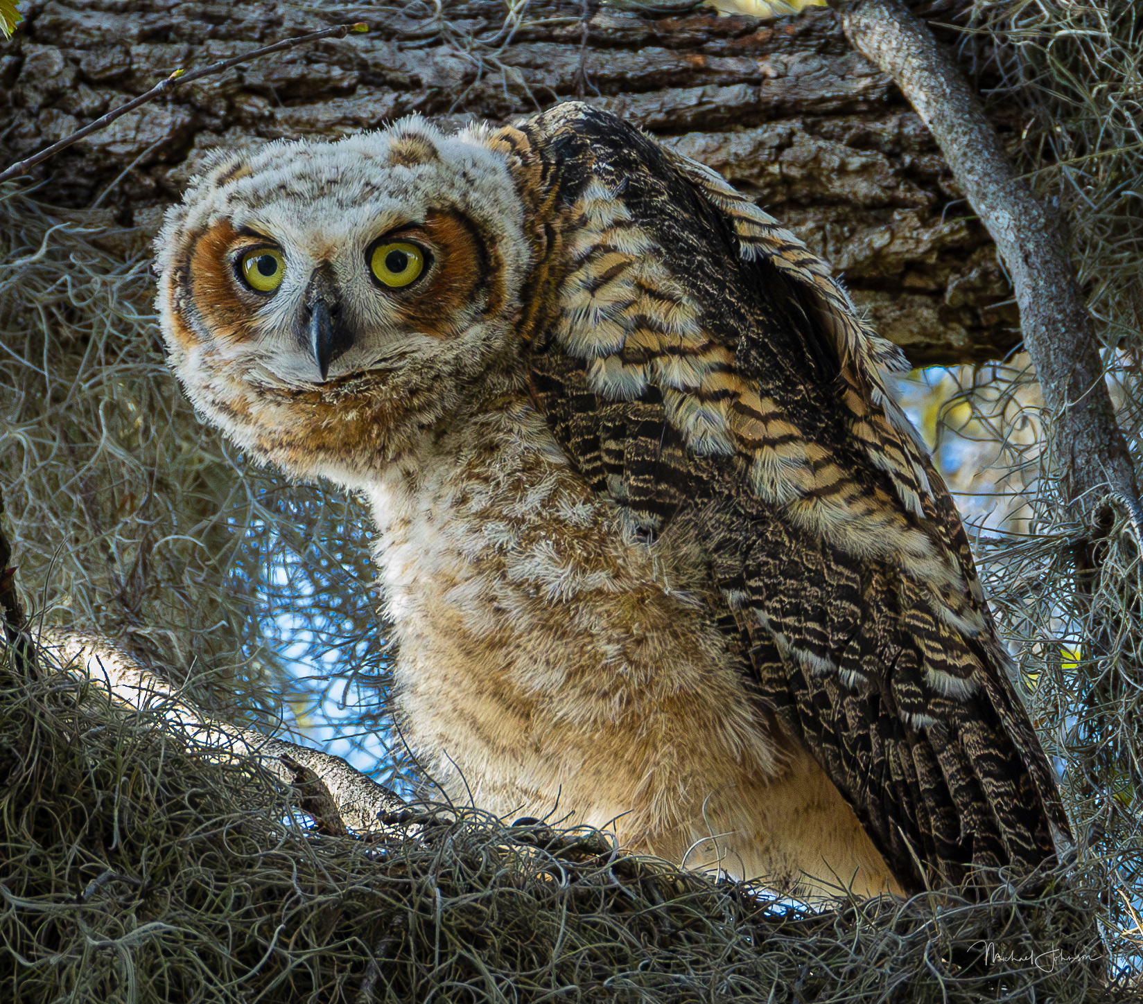 Great Horned Owlet