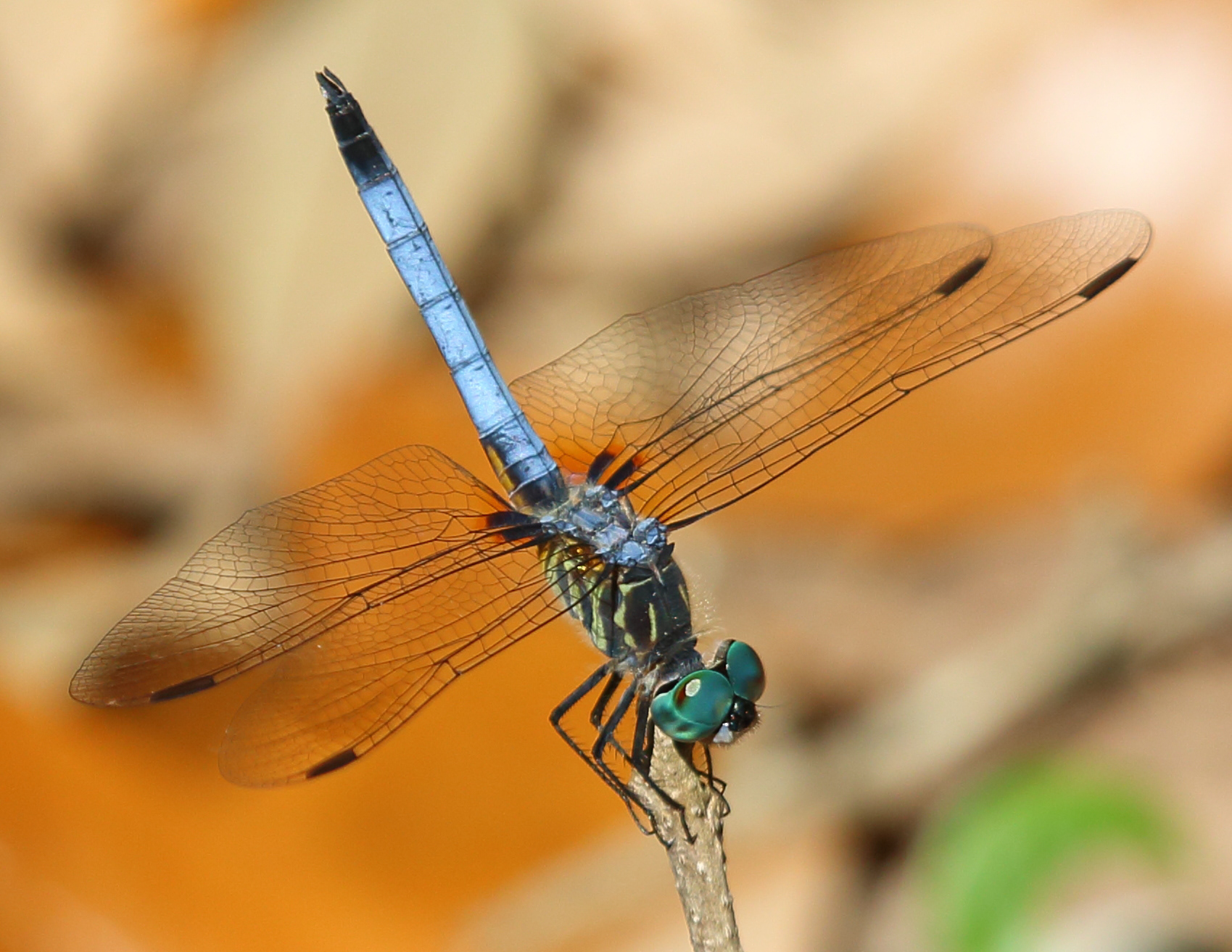 Blue Dasher