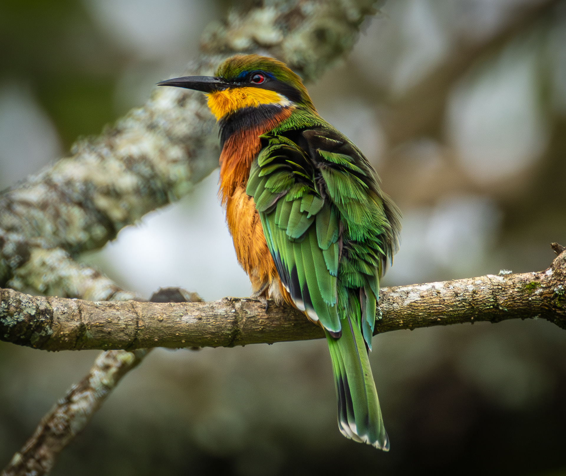 Cinnamon-Chested Bee-eater