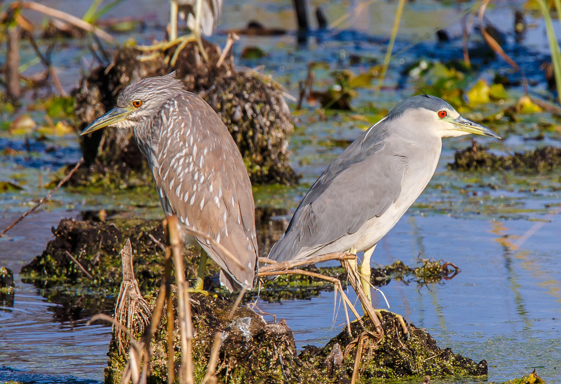 Black-crowned Night Heron