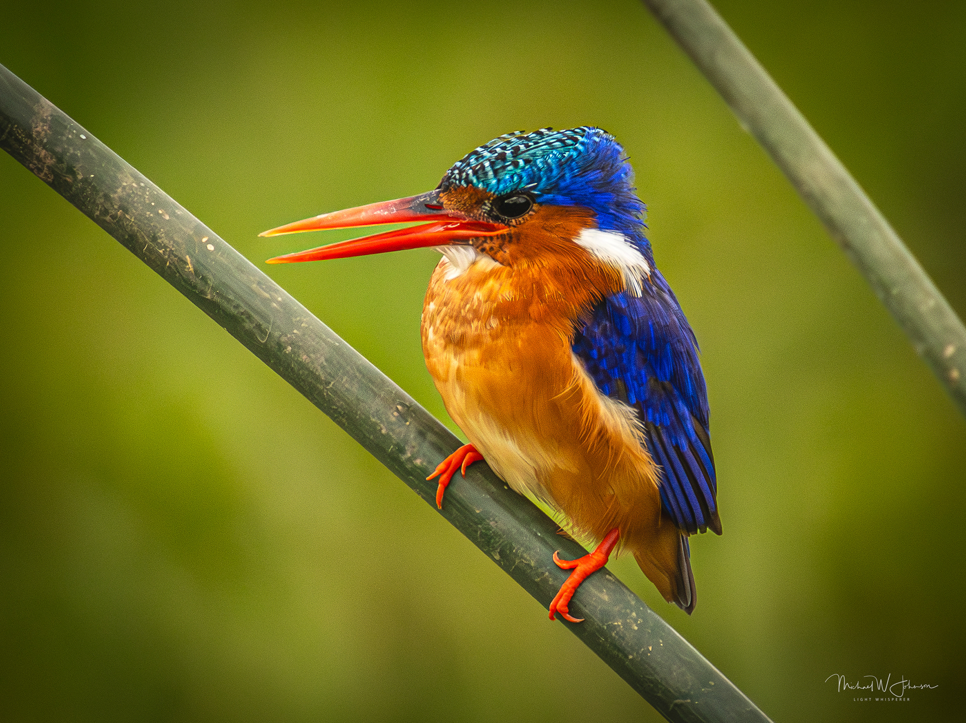 Malachite Kingfisher