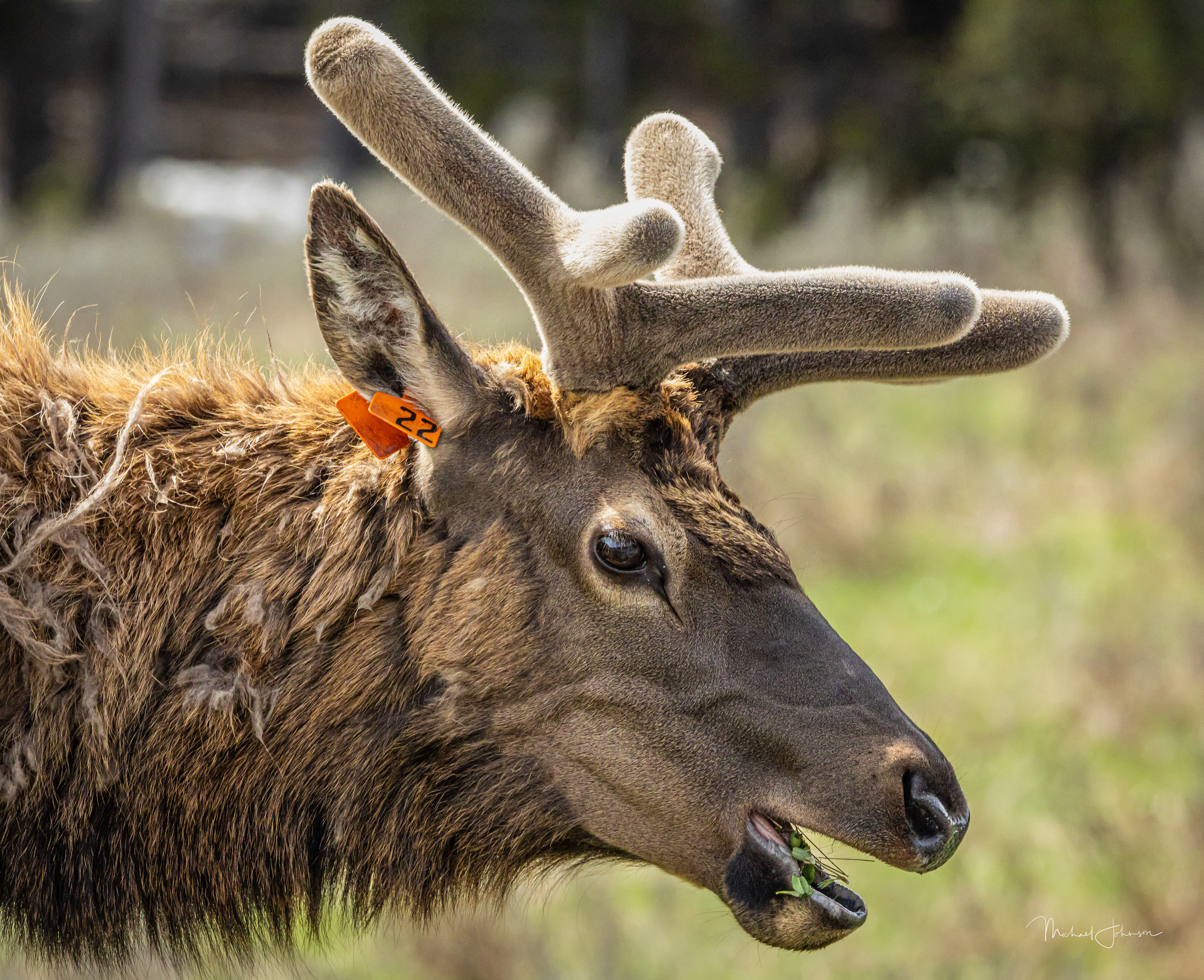 Elk