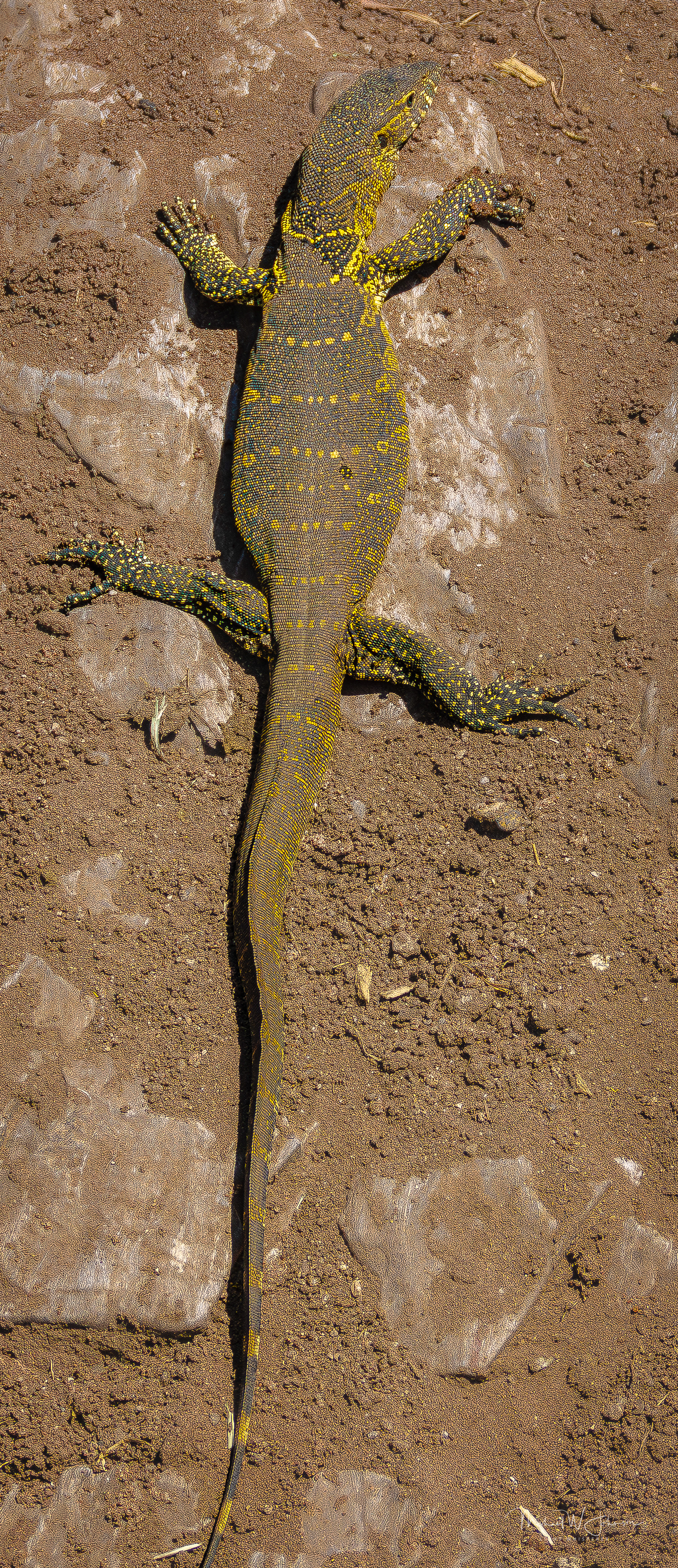Monitor Lizard
