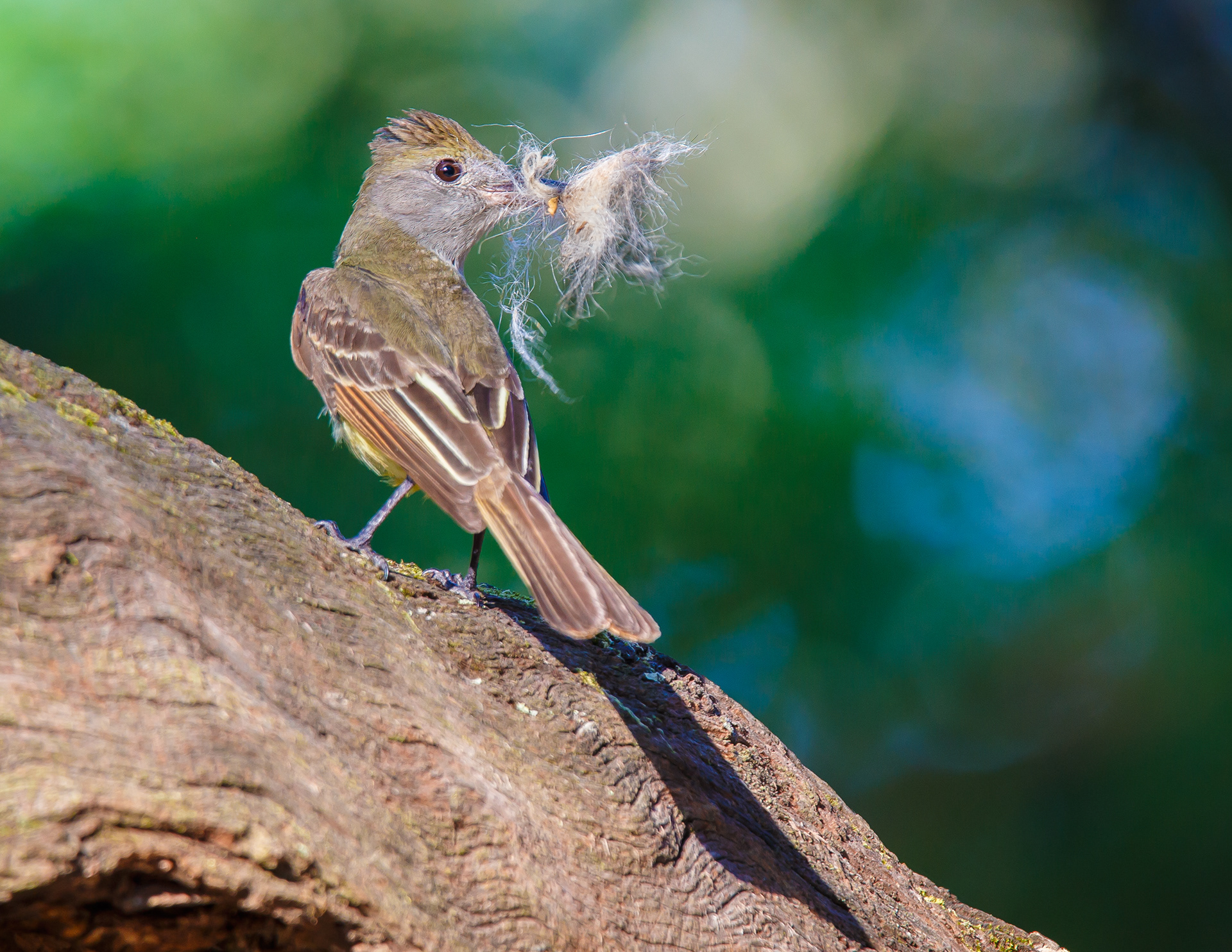 Great Crested Flycatcher
