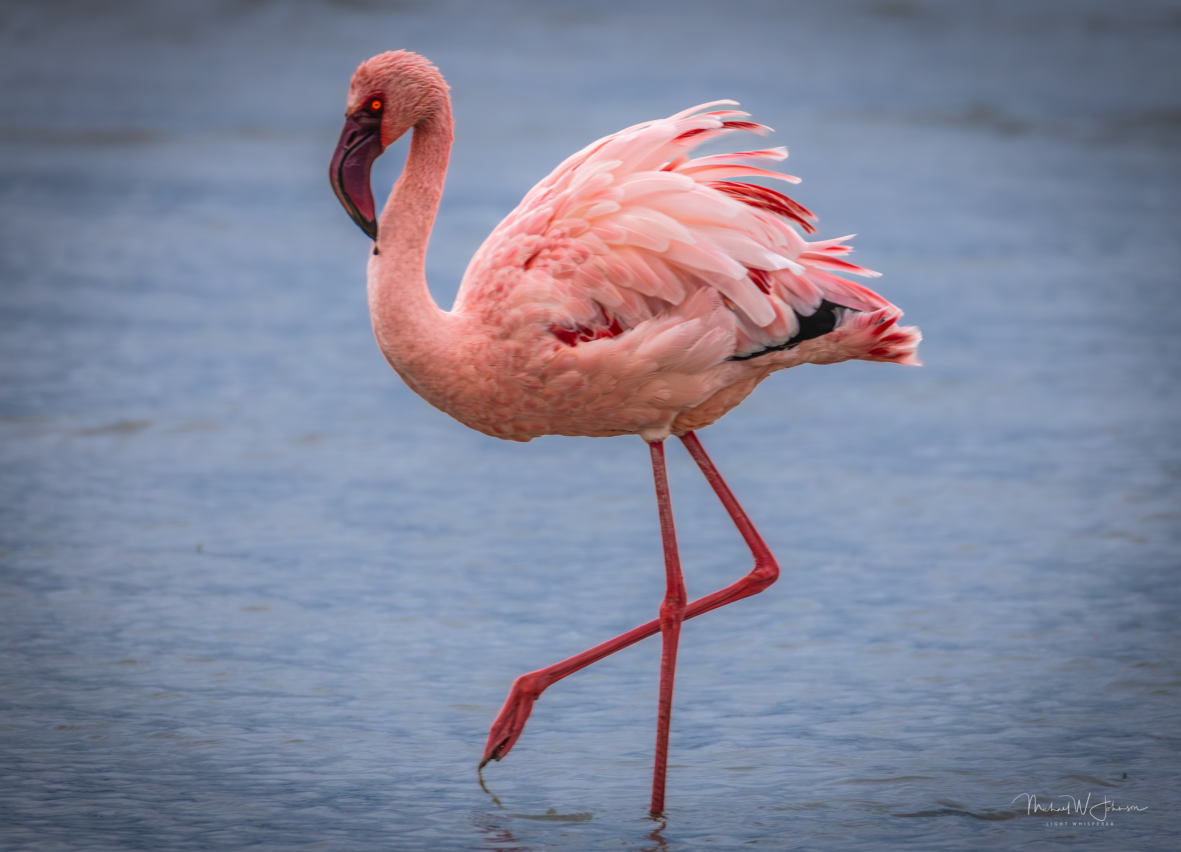 Lesser Flamingo