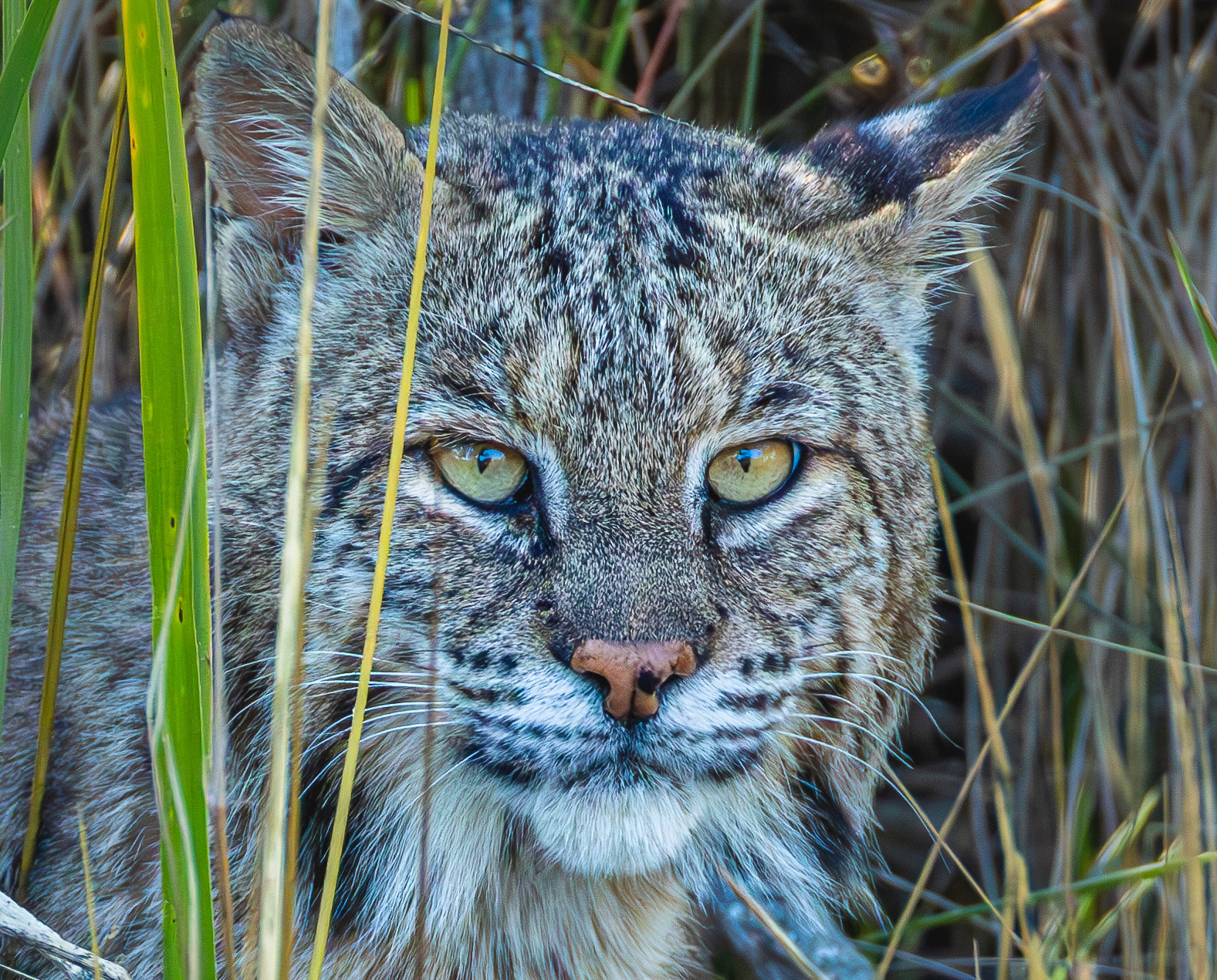 Bobcat