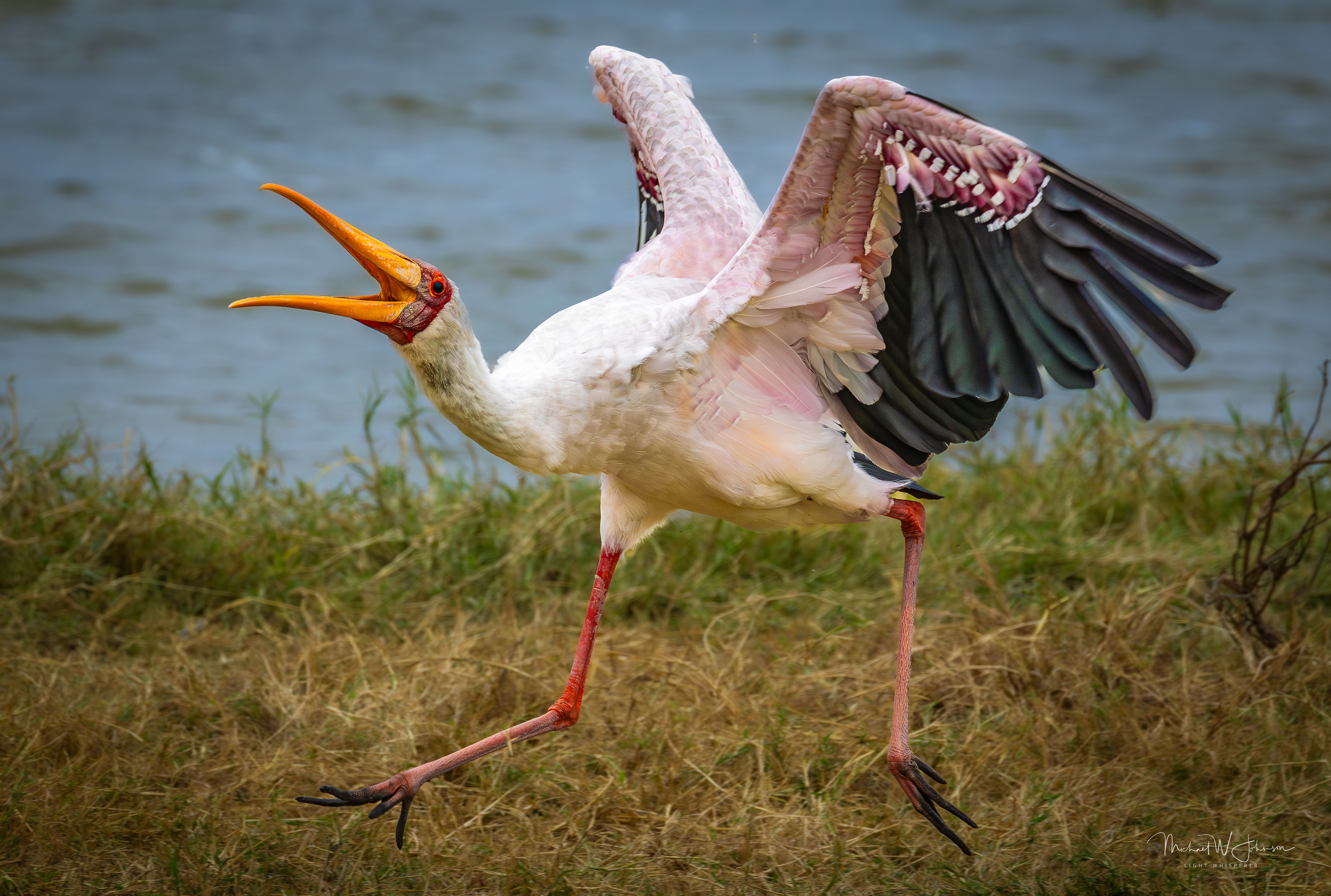 Yellow-billed Stork