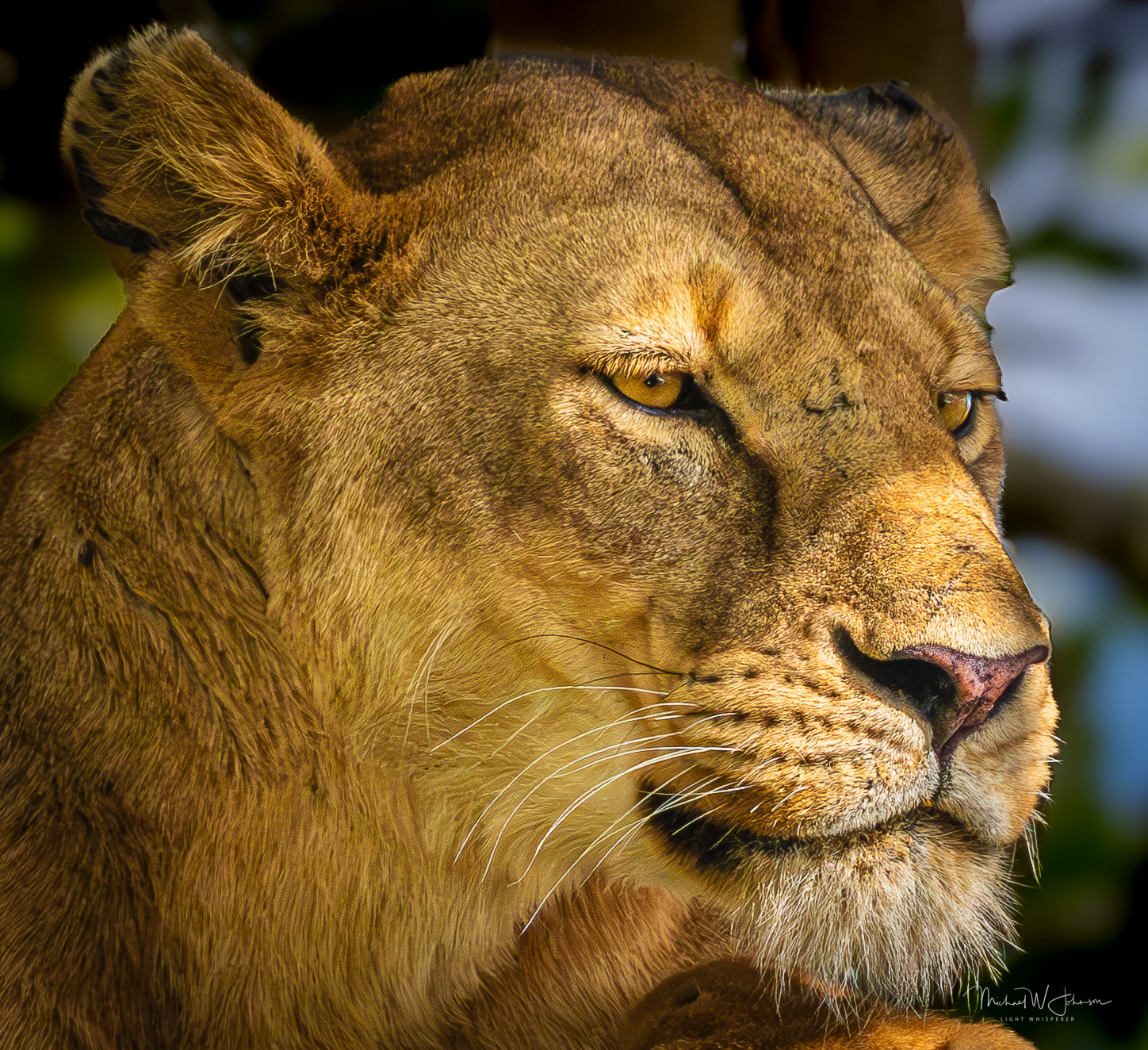 Lioness