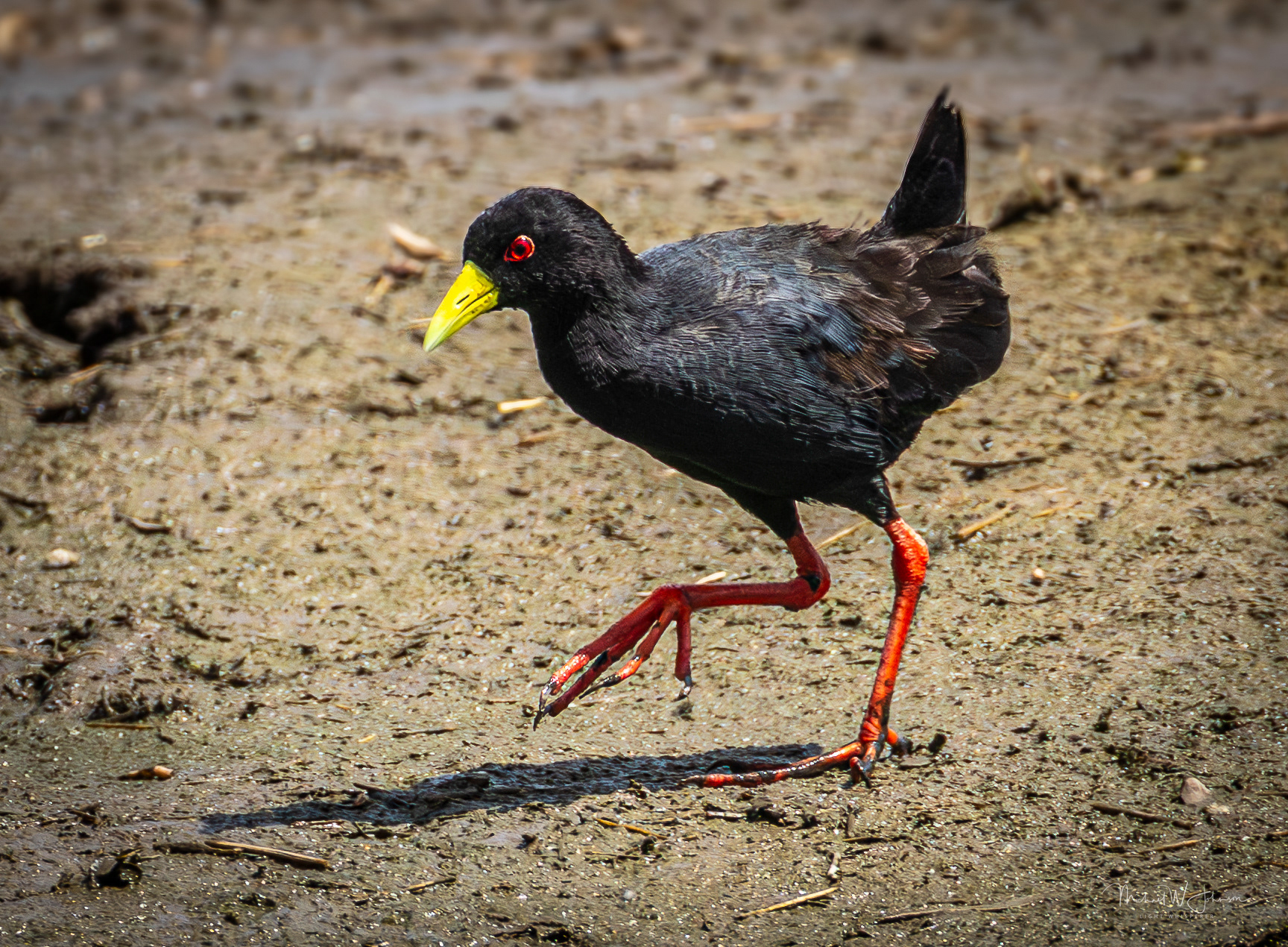 Black Crake