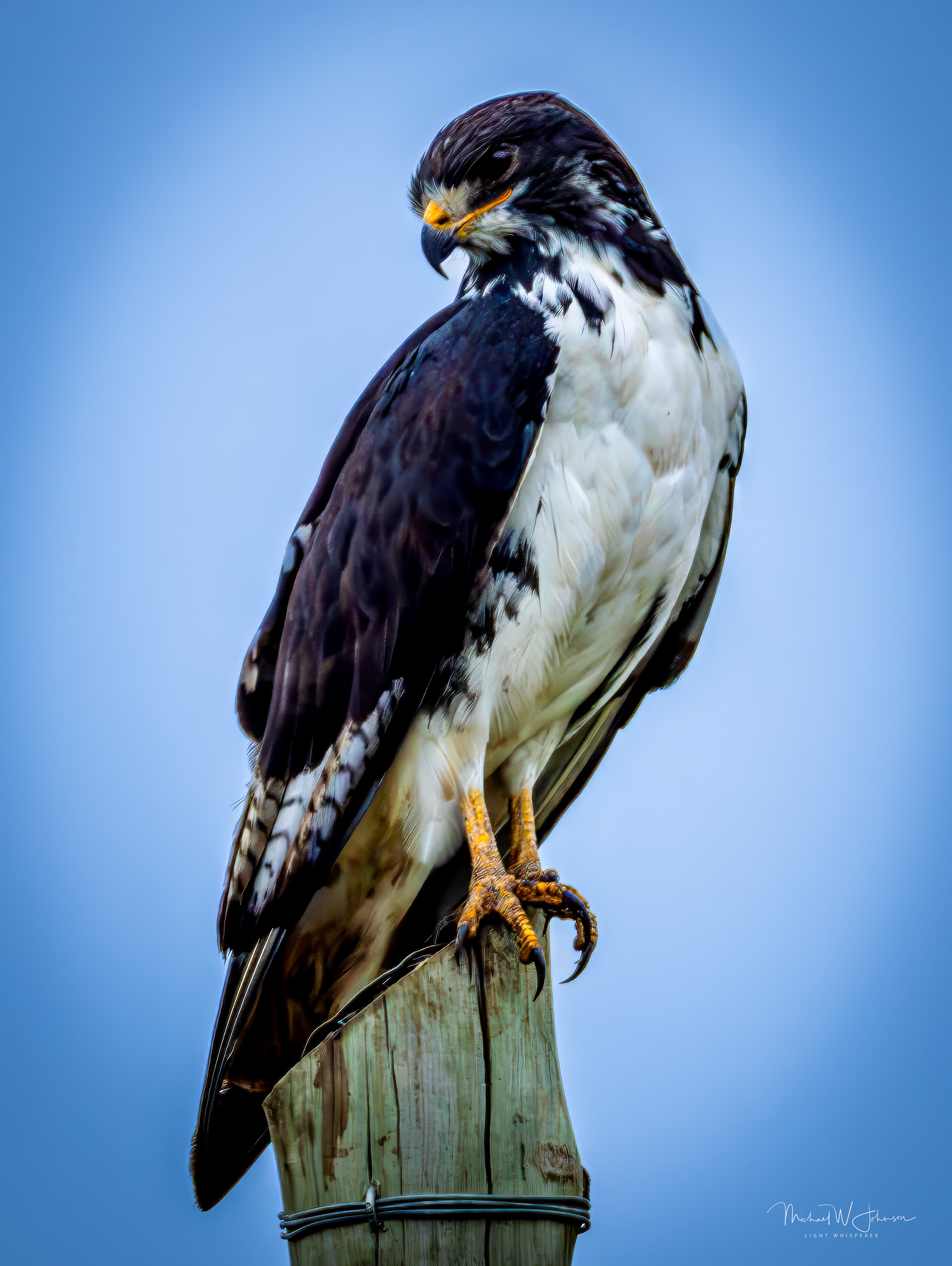Augur Buzzard