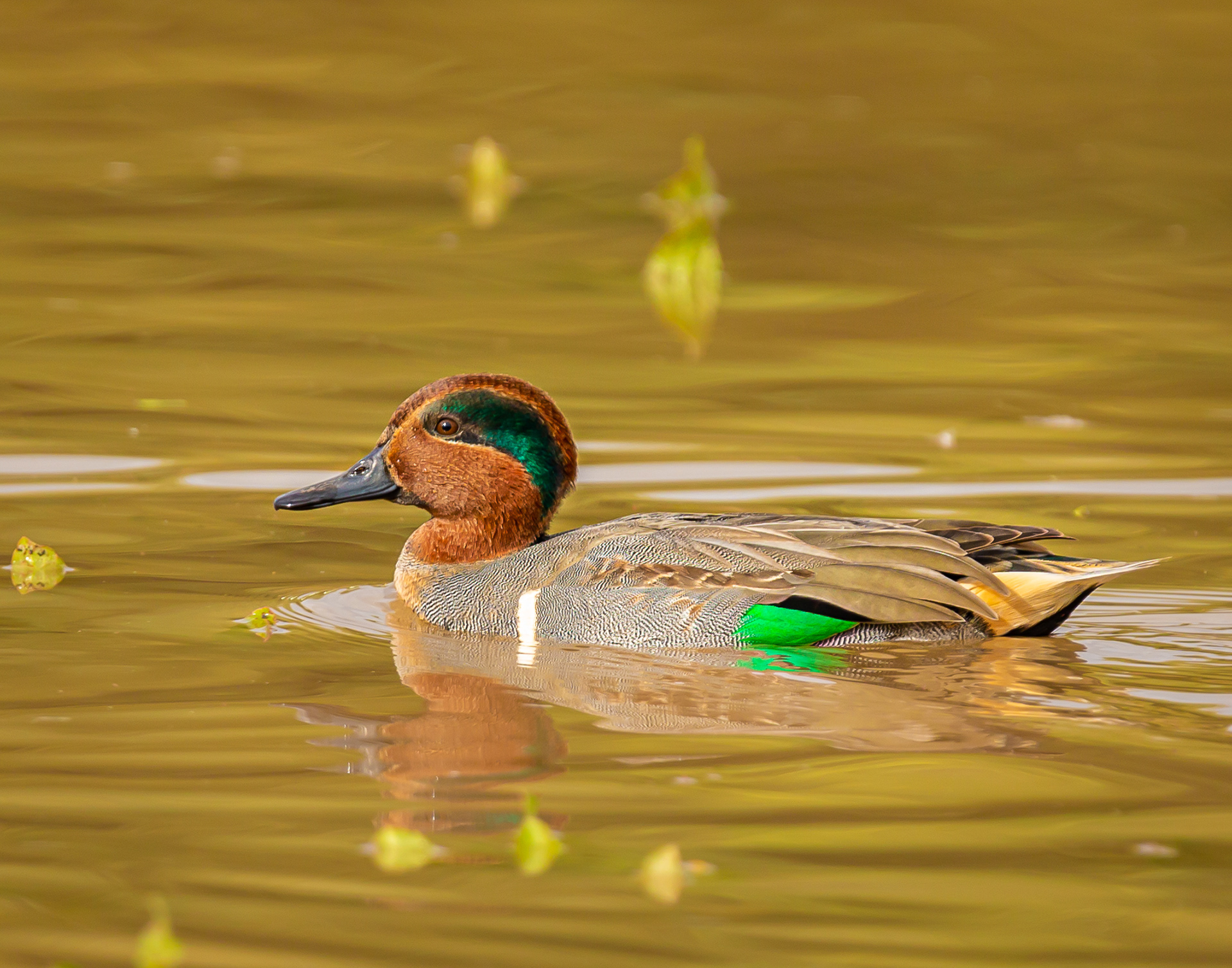 Green-winged Teal