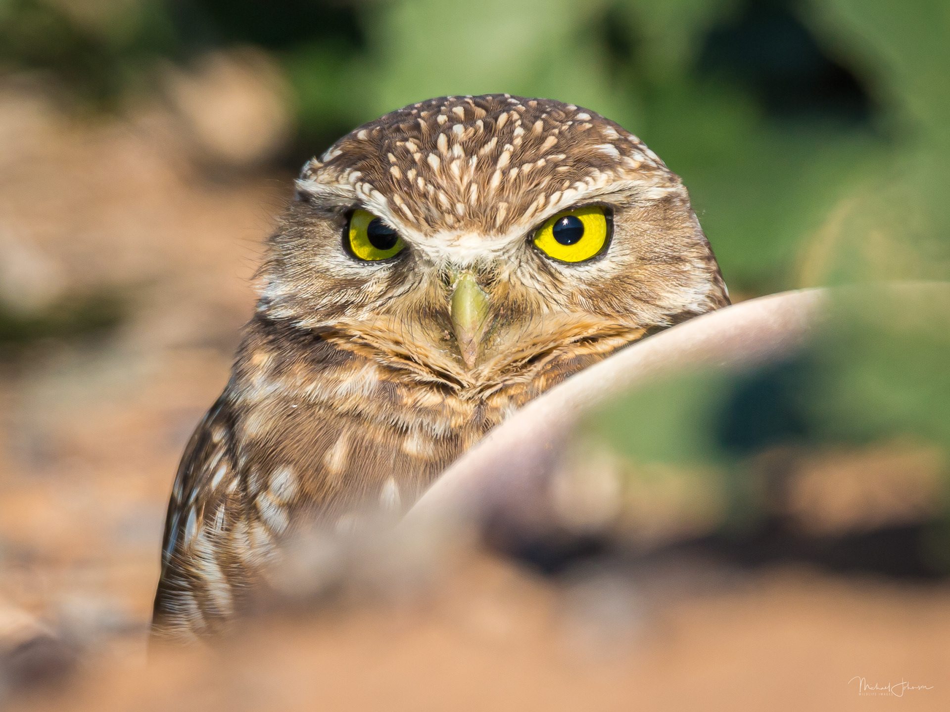Burrowing Owl