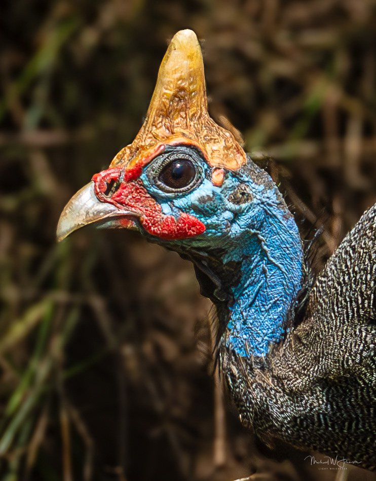 Helmeted Guineafowl