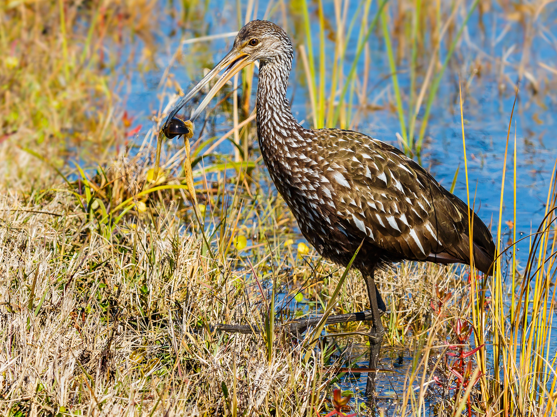 Limpkin