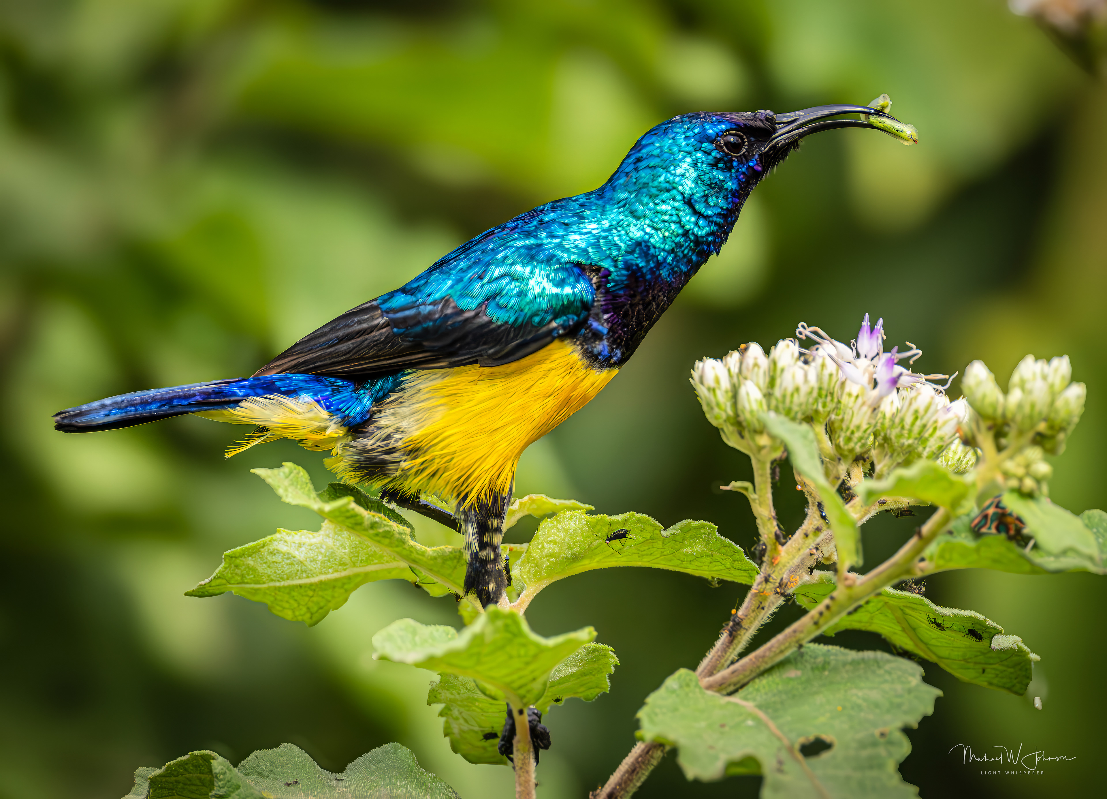 Variable Sunbird