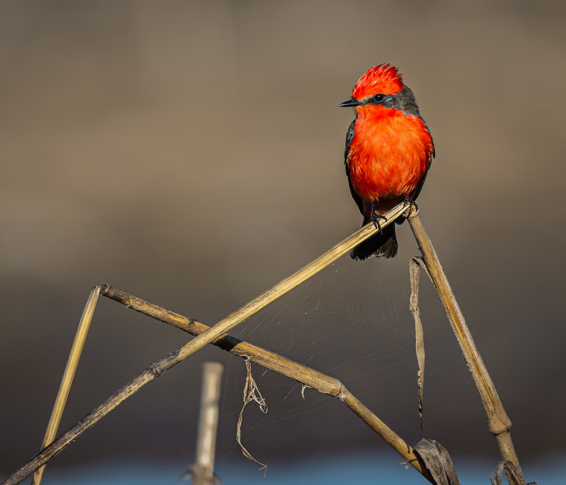 Vermilion Flycatcher