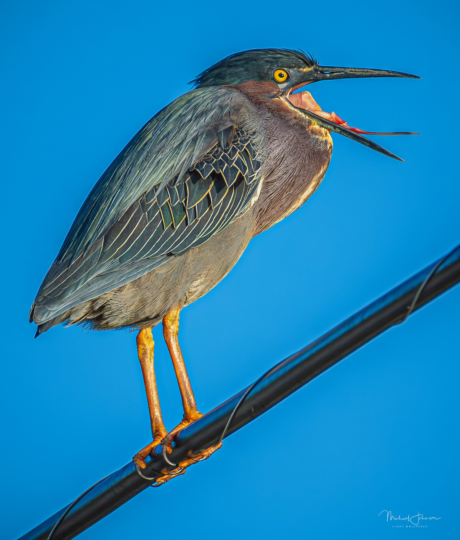 Green Heron