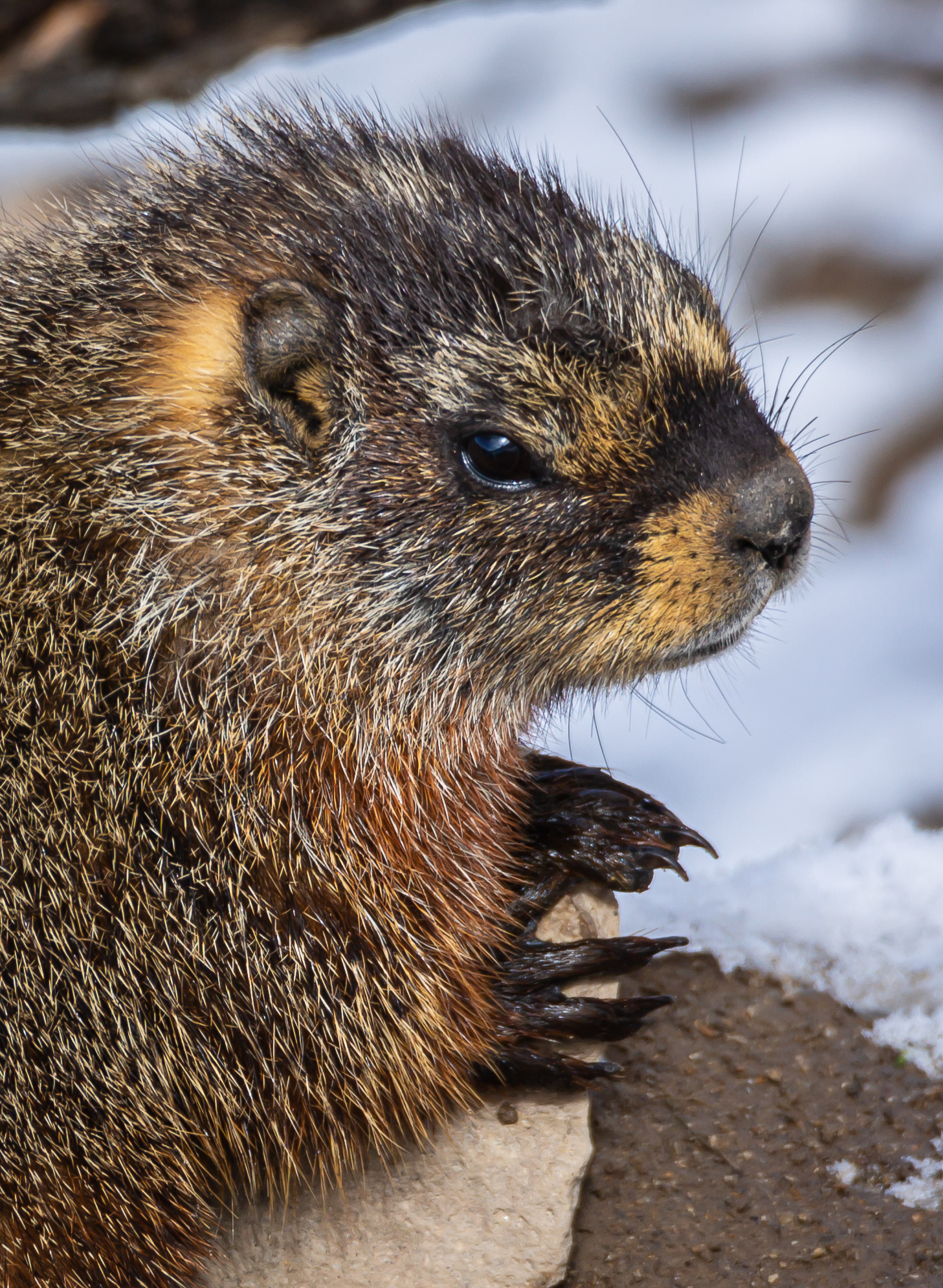 Yellow-bellied Marmot