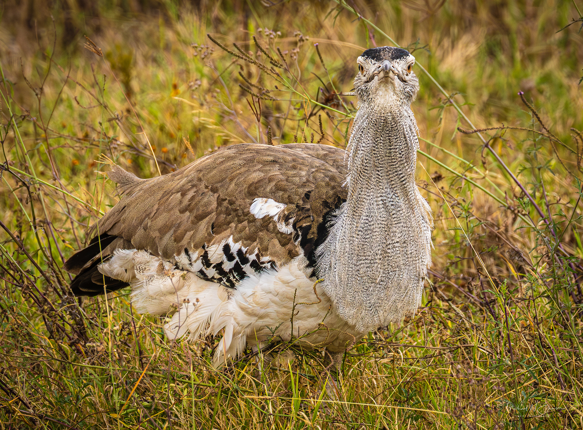 Kori Bustard