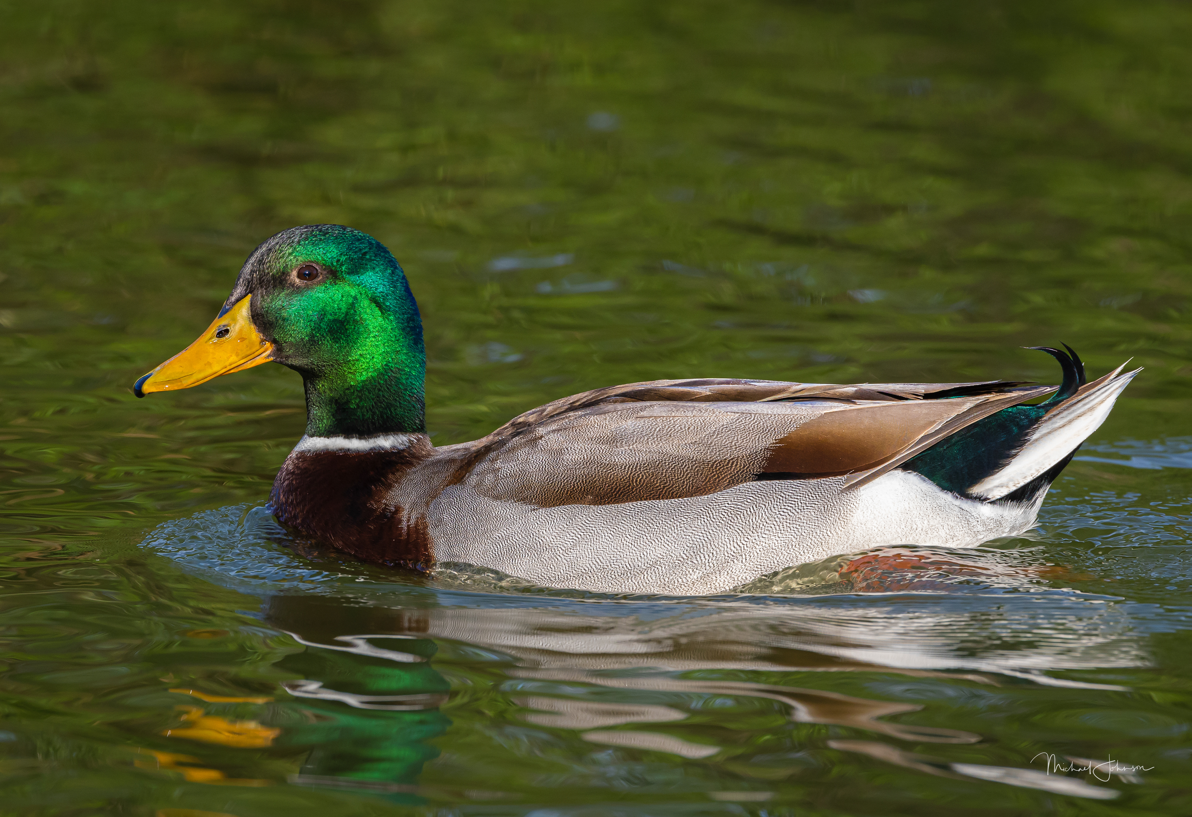 Mallard