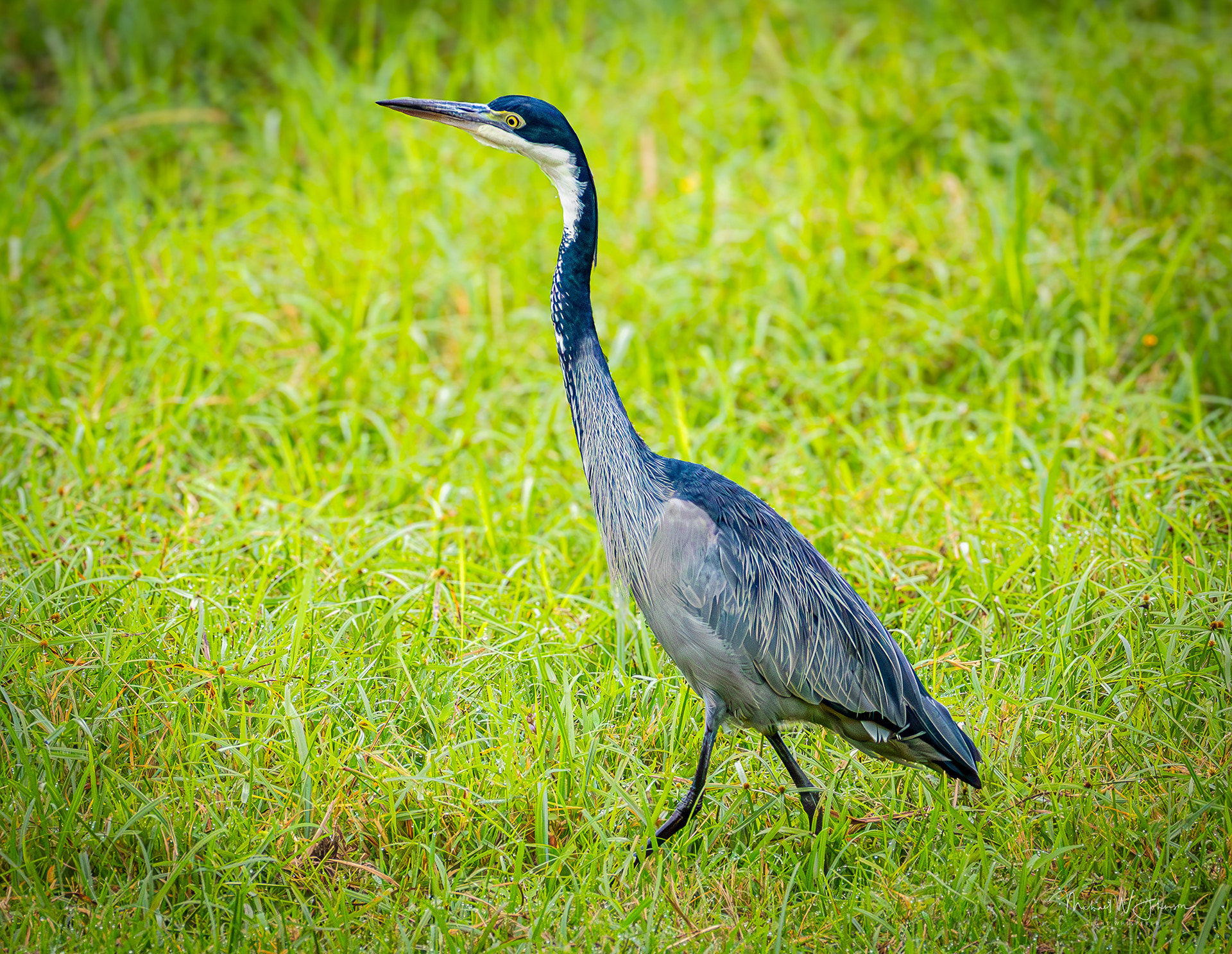 Black Heron