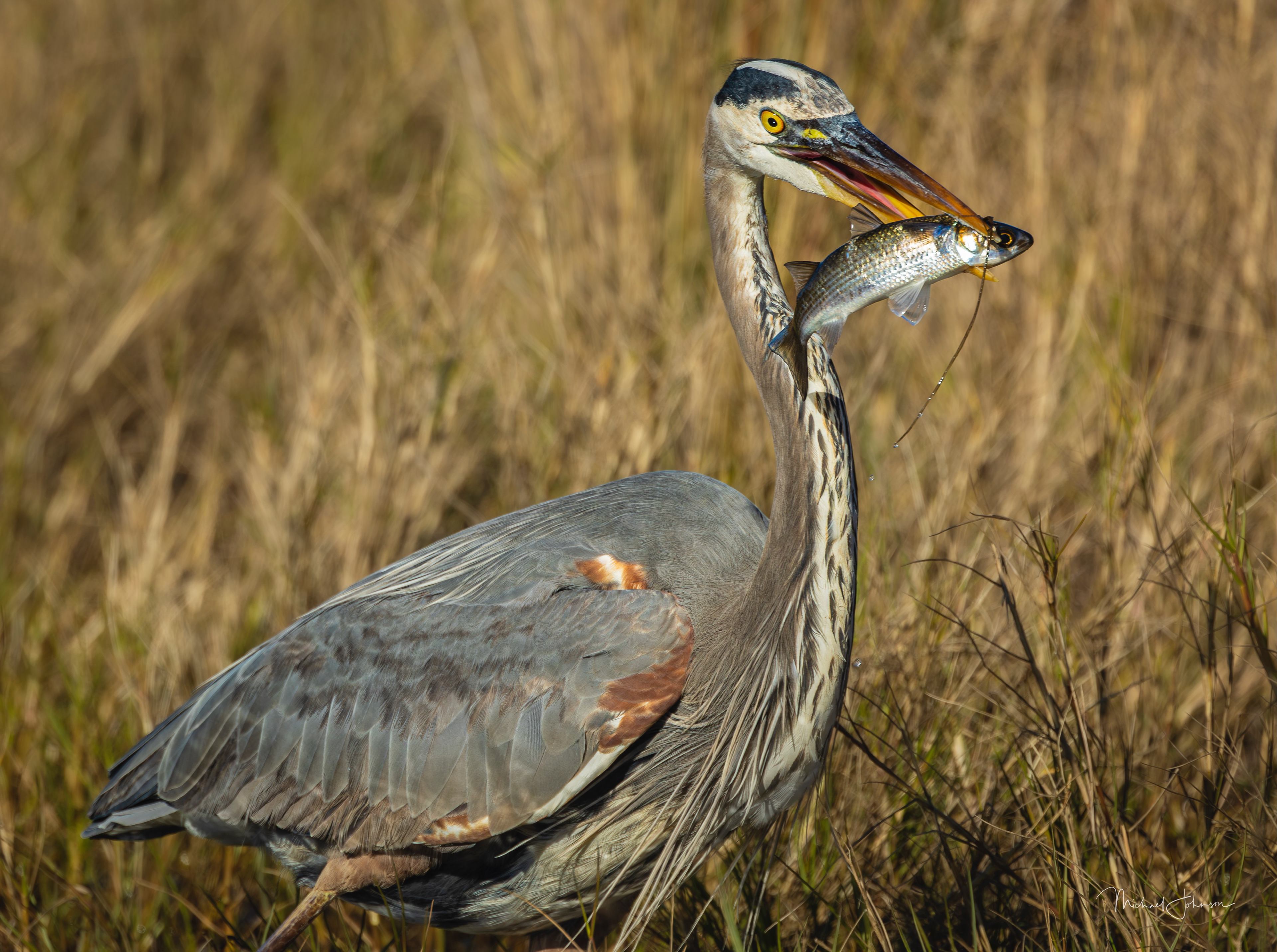 Great Blue Heron