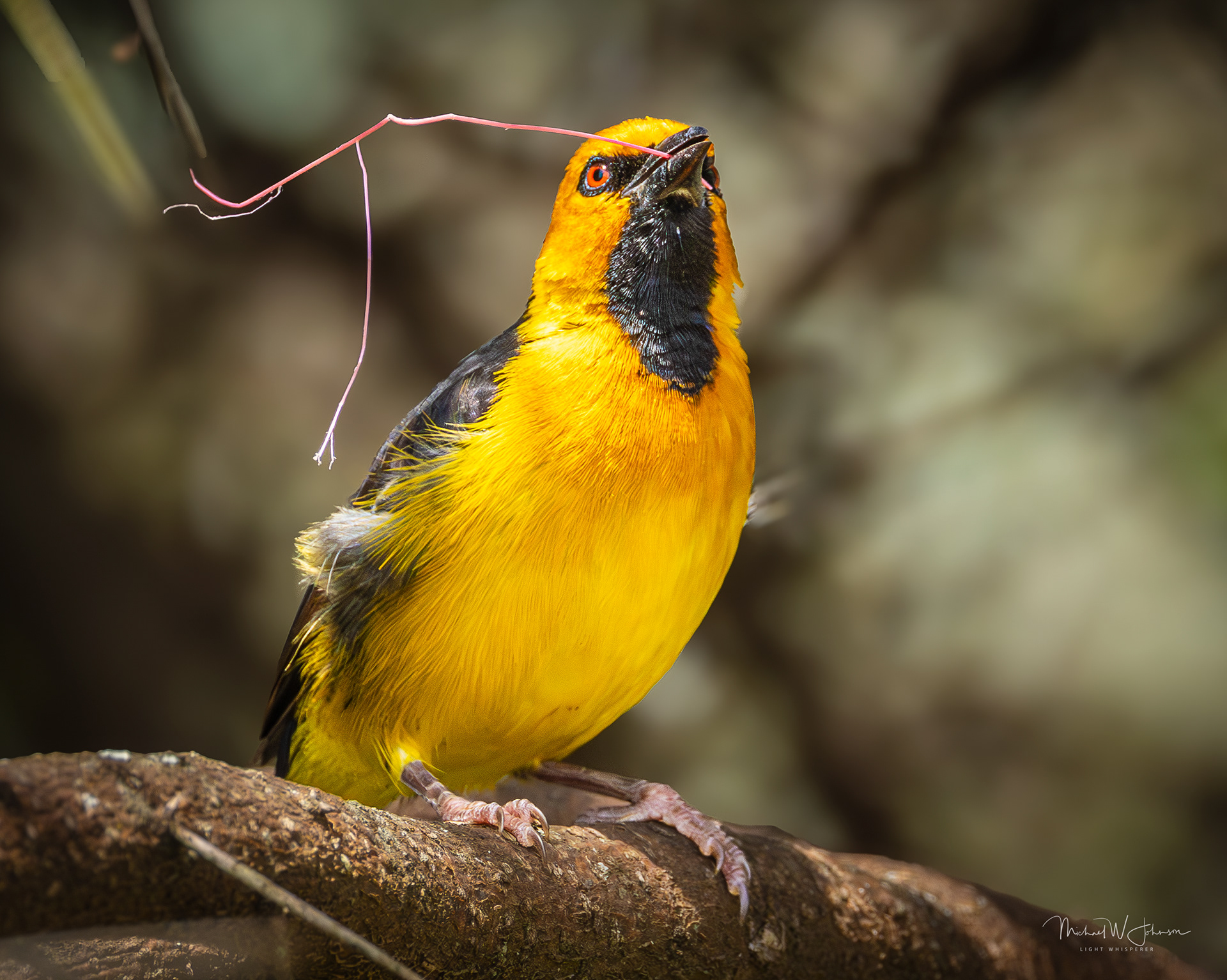 Black-necked Weaver