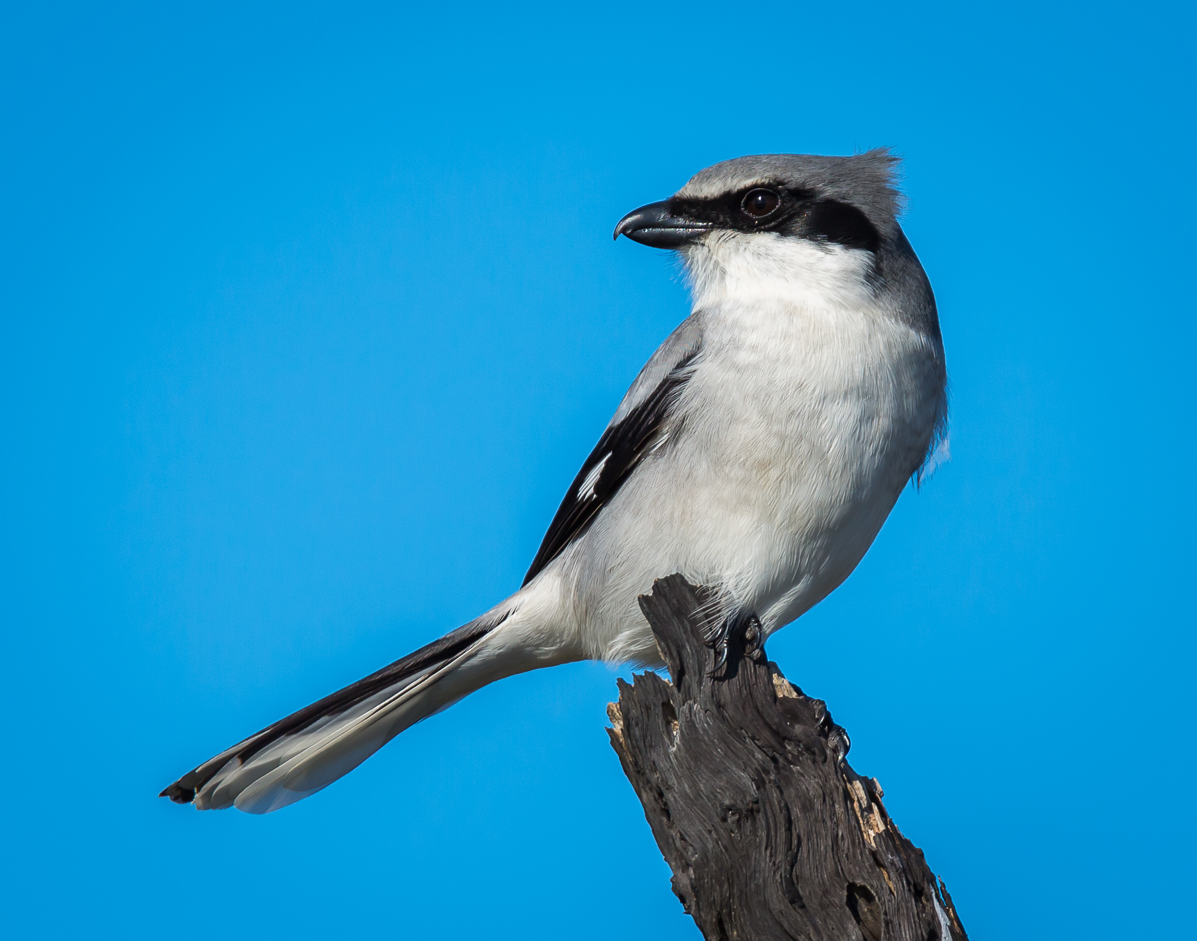 Loggerhead Shrike