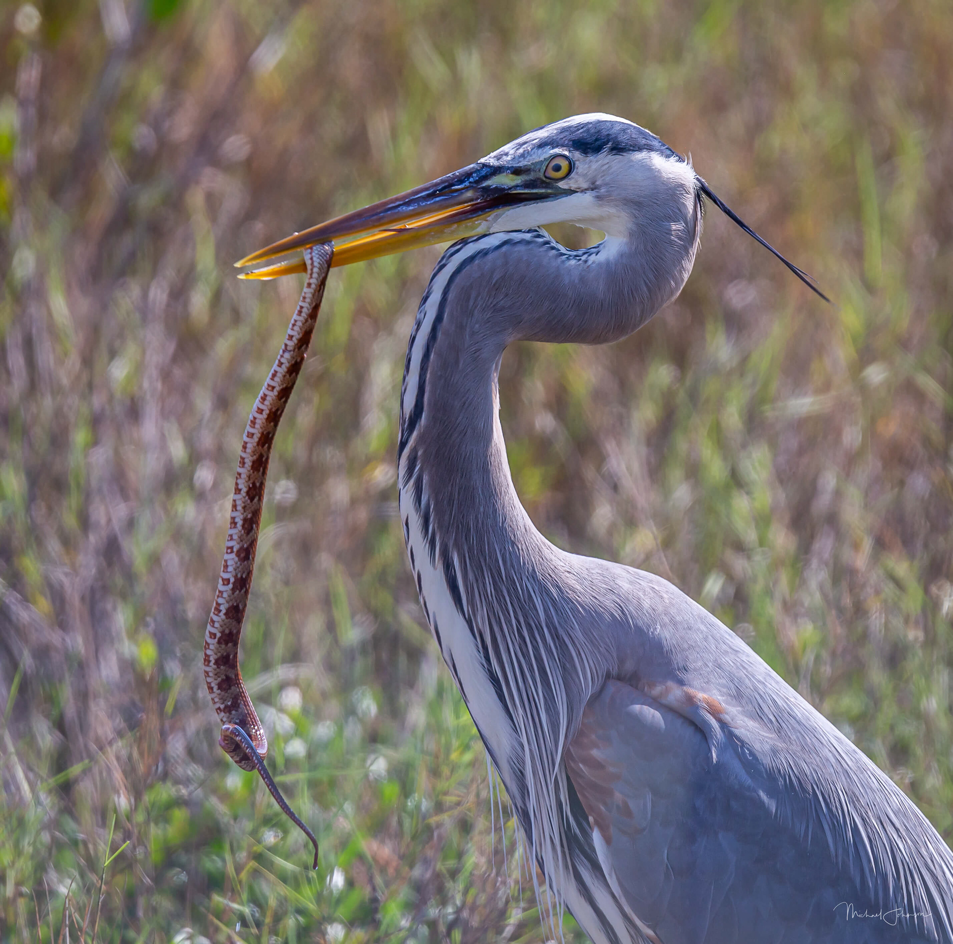 Great Blue Heron