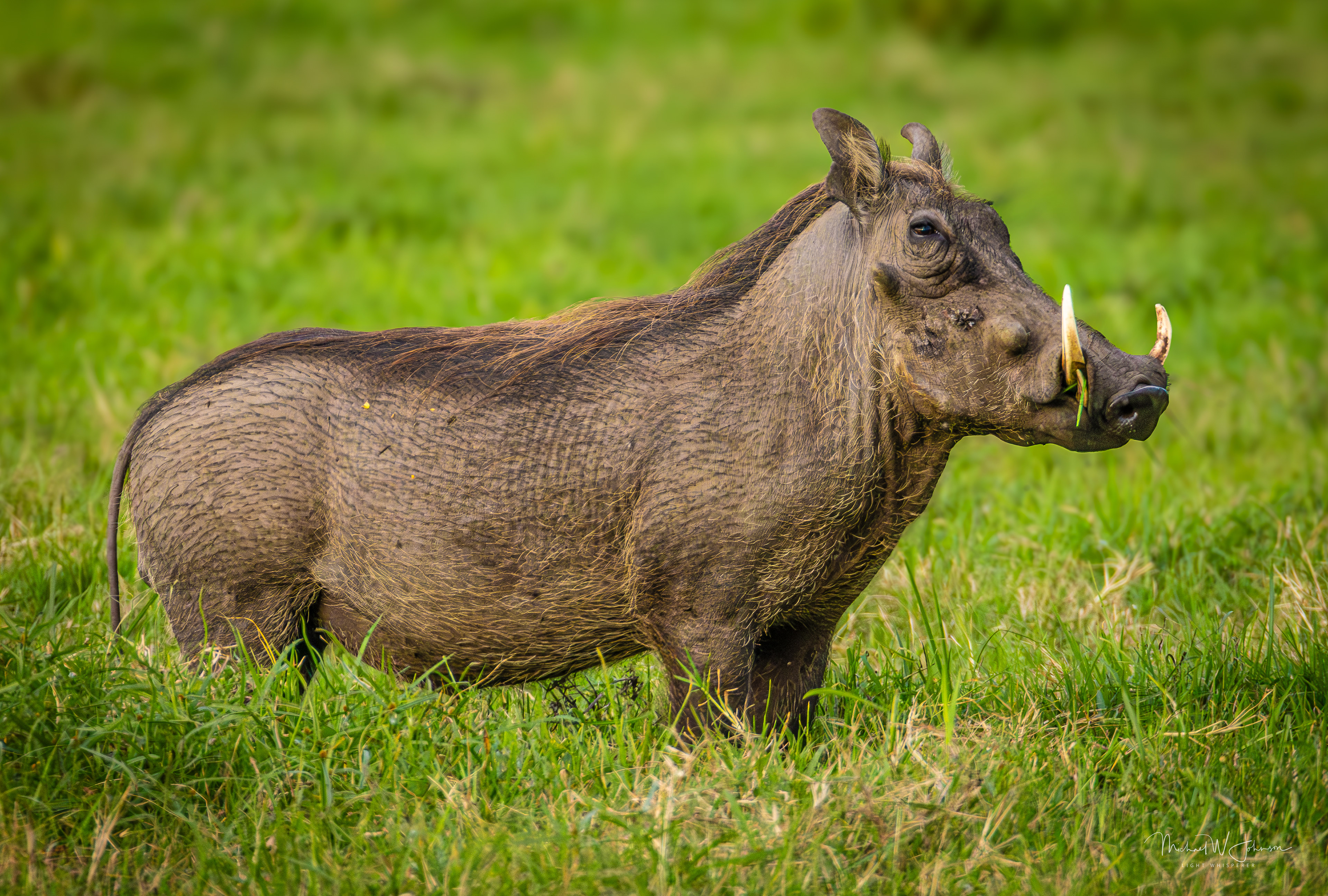 Warthog