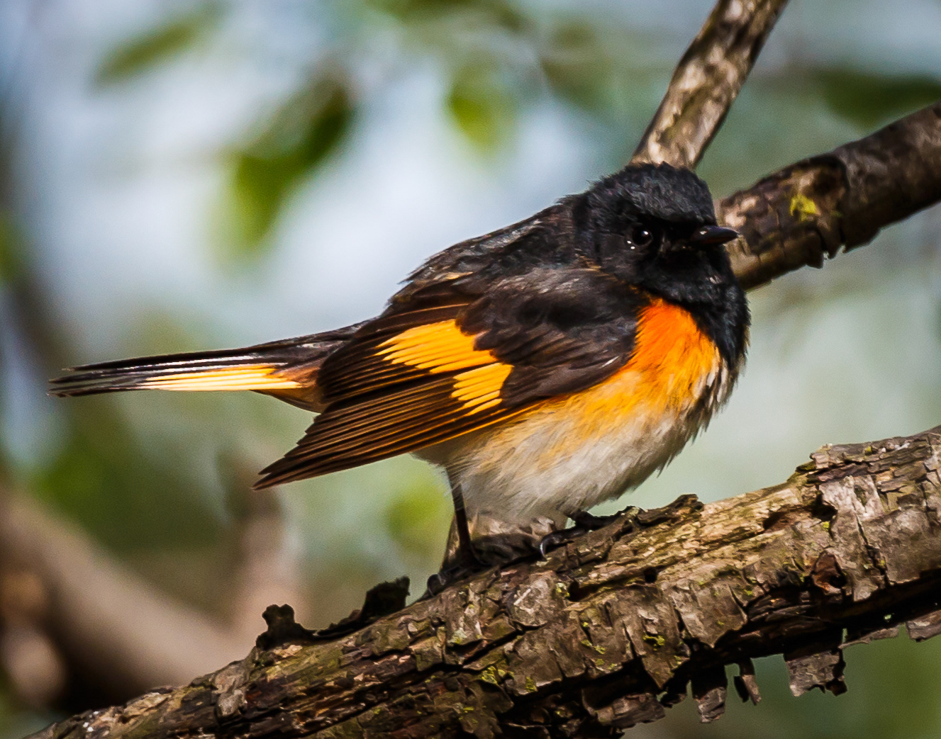 American Redstart
