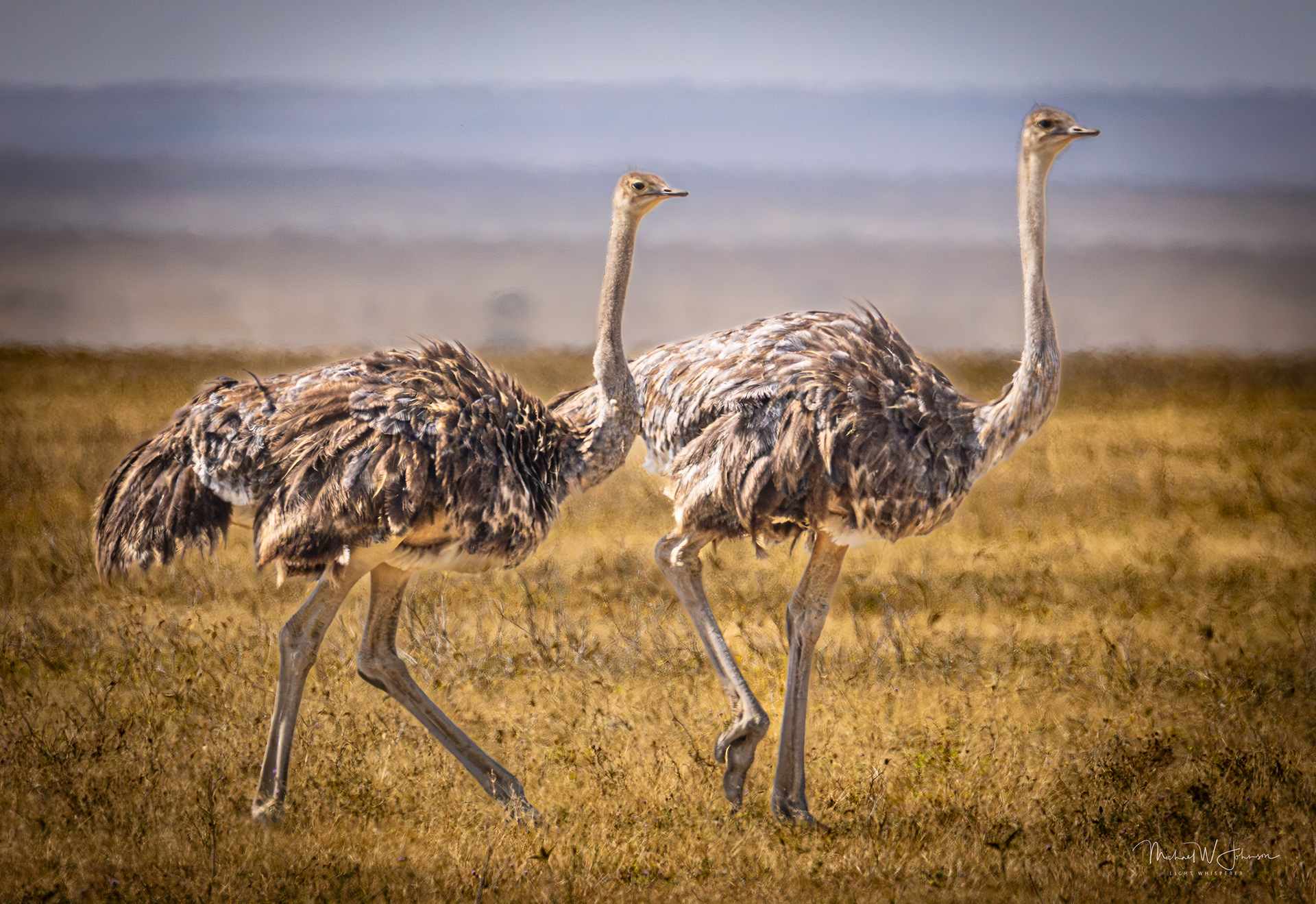 Ostriches