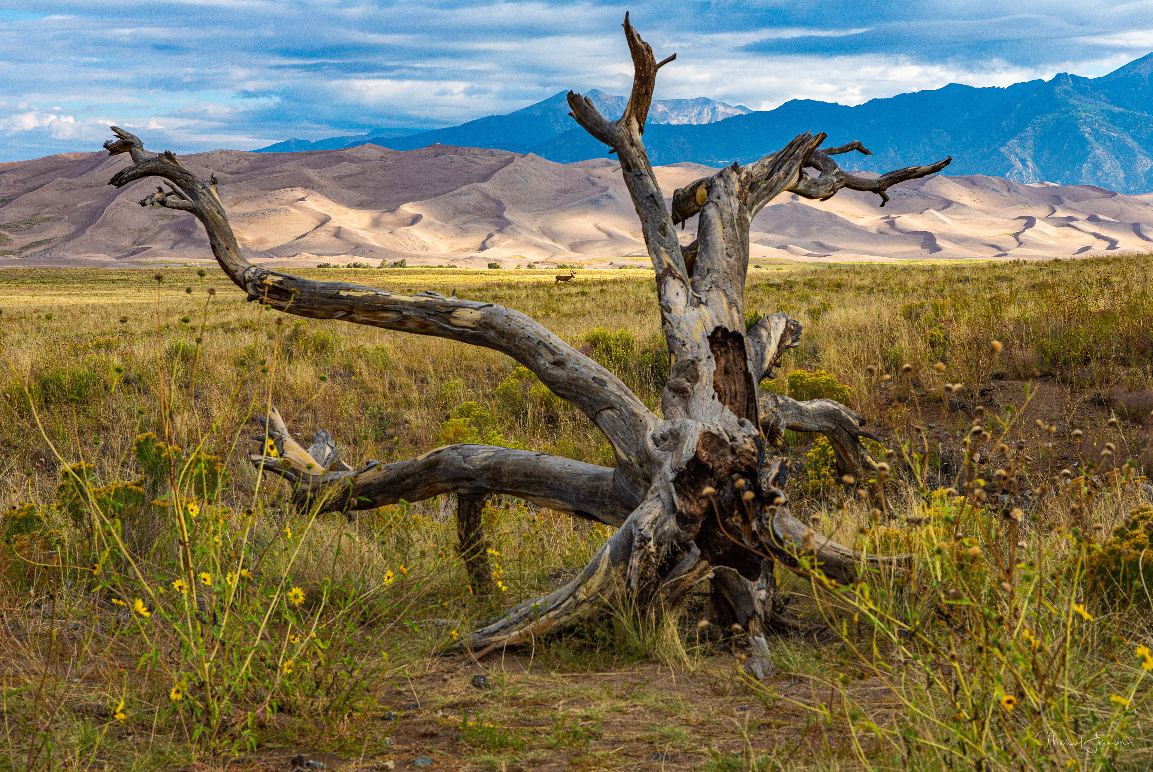 Dead Stump with Mule Deer