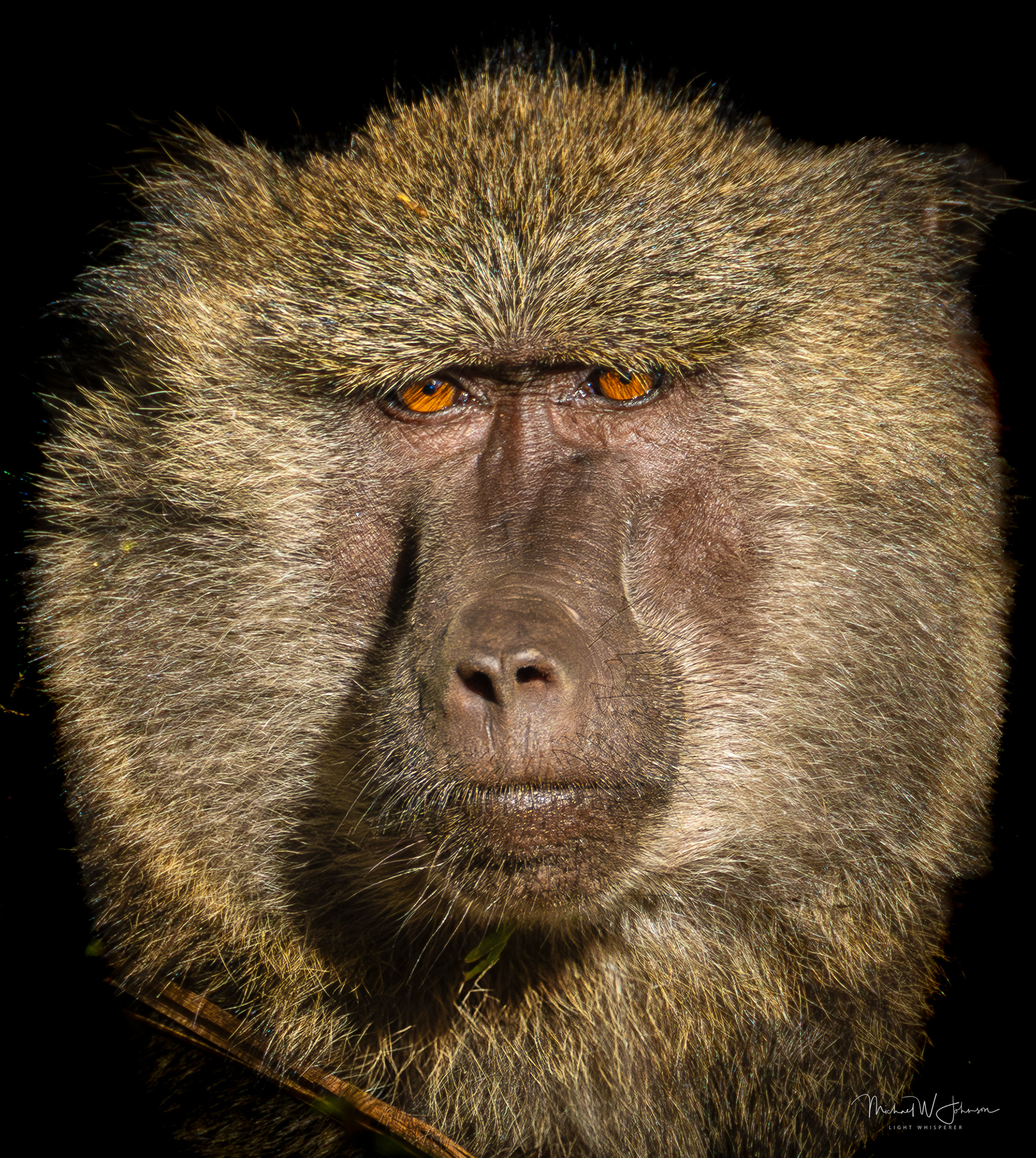 Baboon