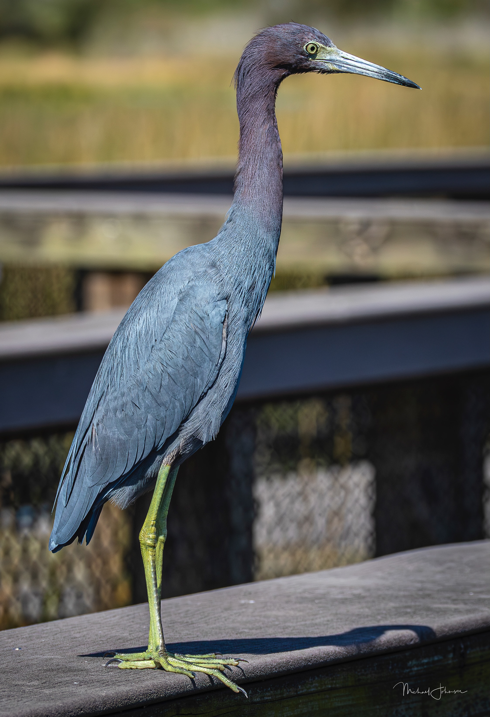 Little Blue Heron