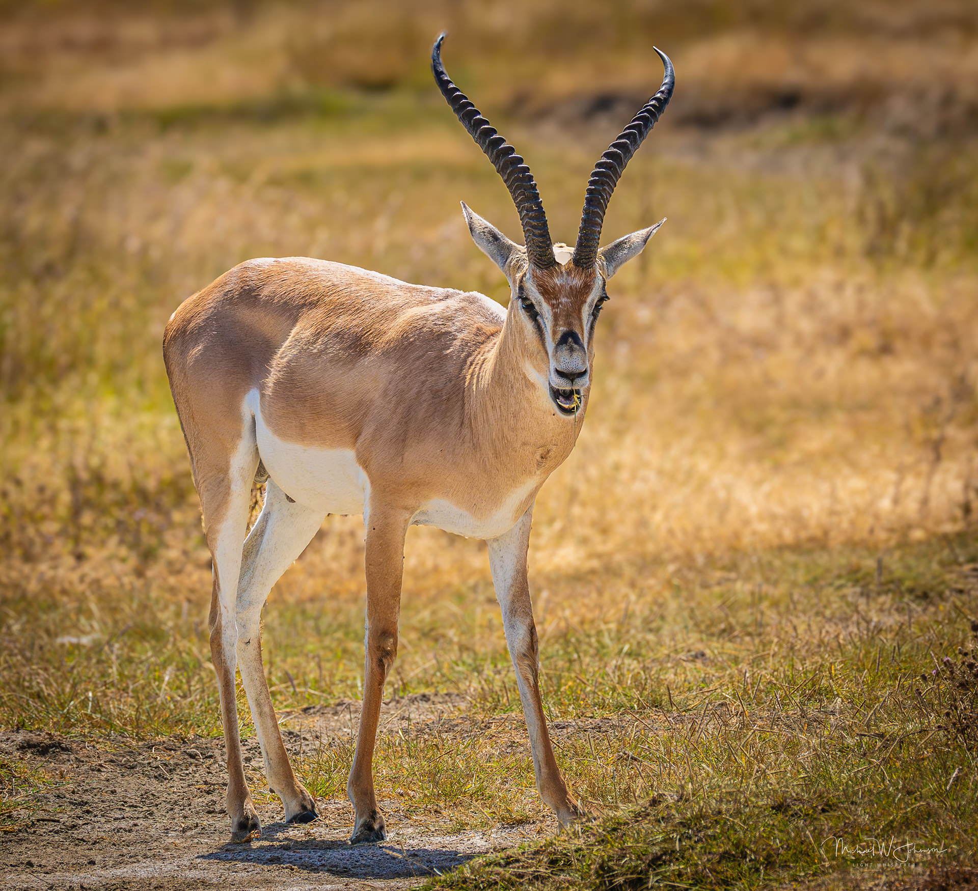 Greater Impala