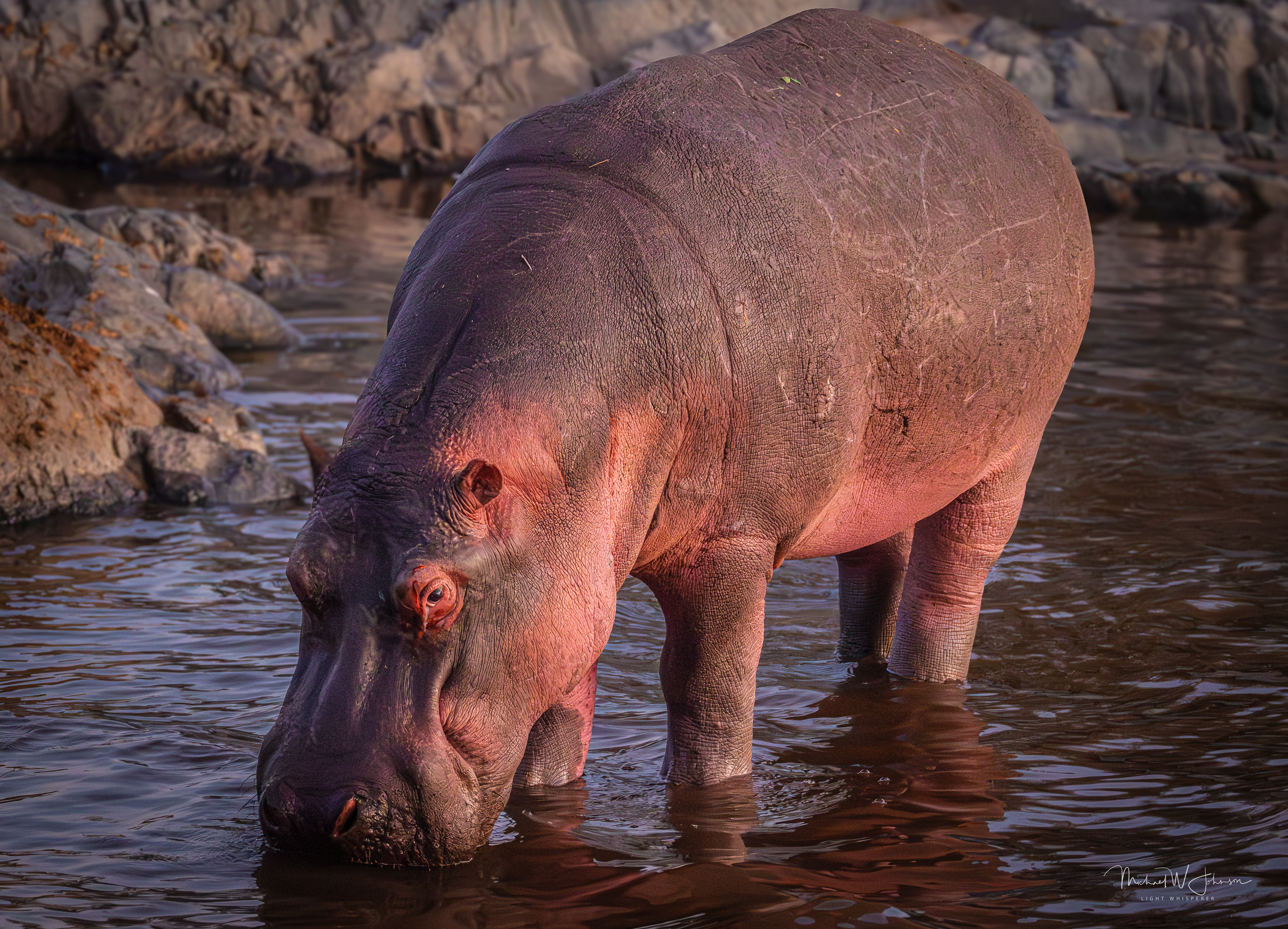 Hippo