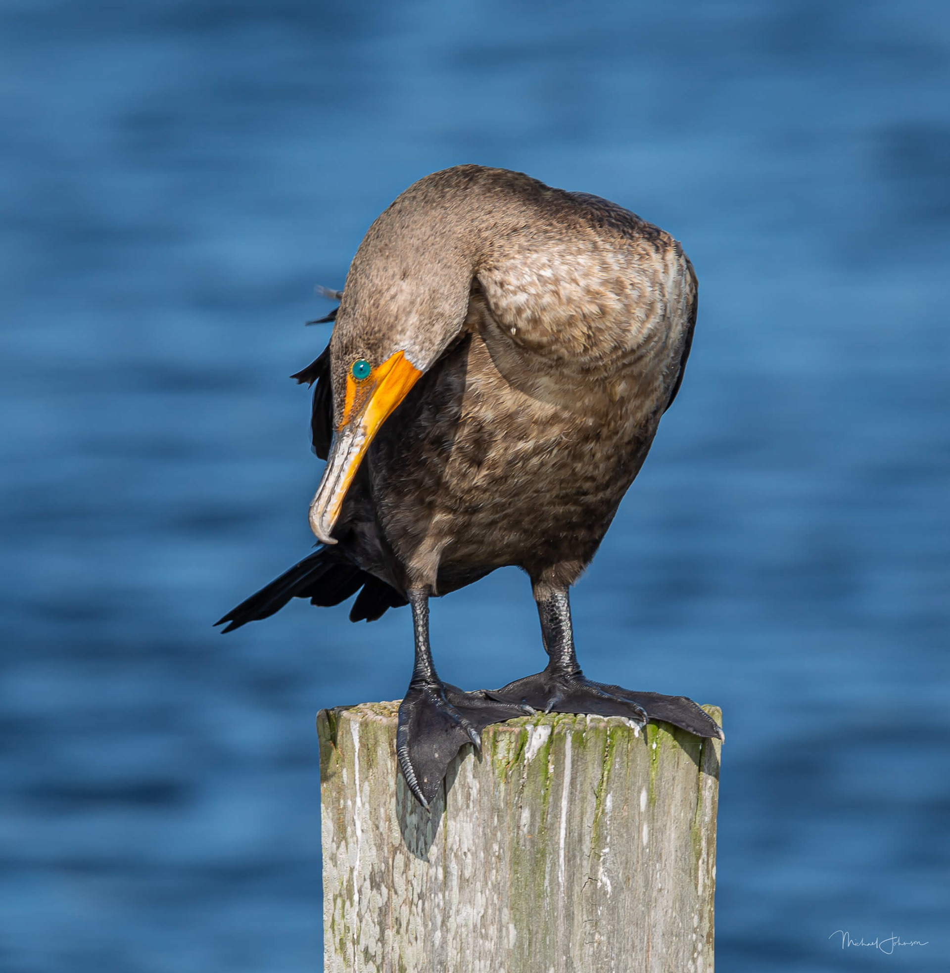 Double-Crested Cormorant