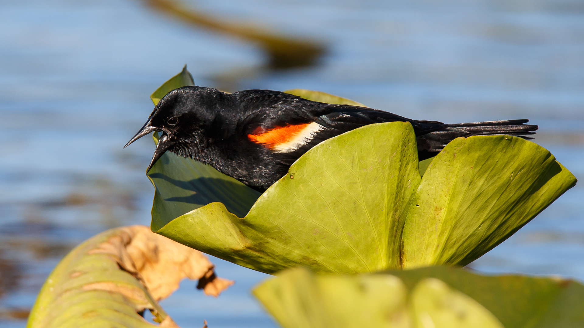 Red-winged Blackbird