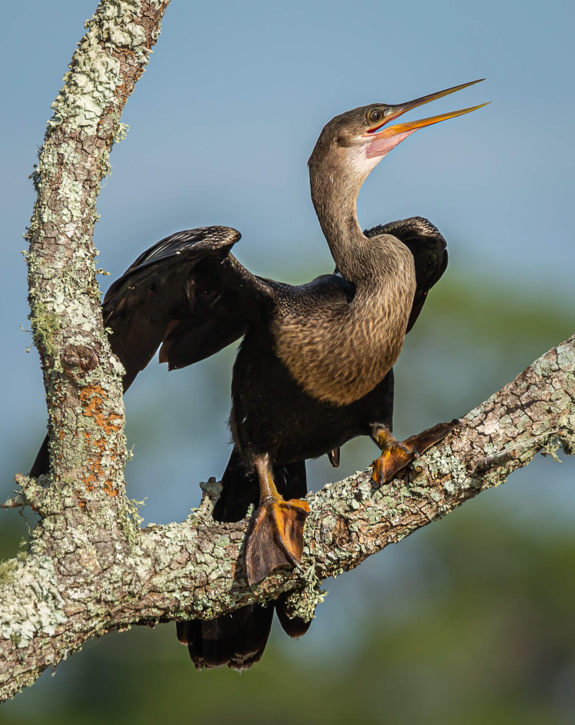 Anhinga