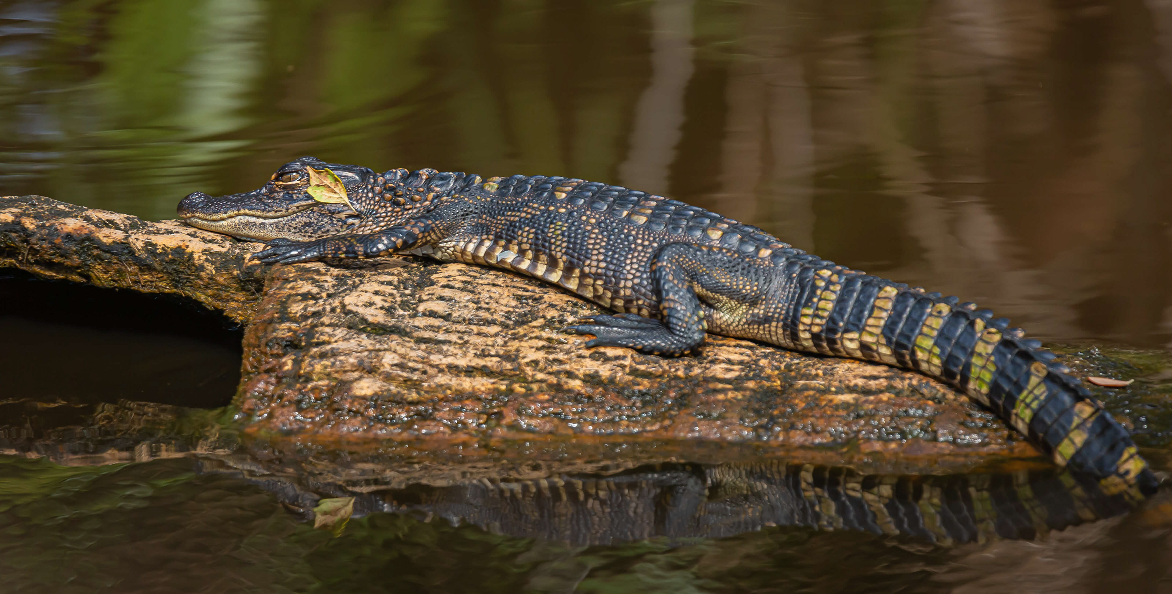 American Alligator