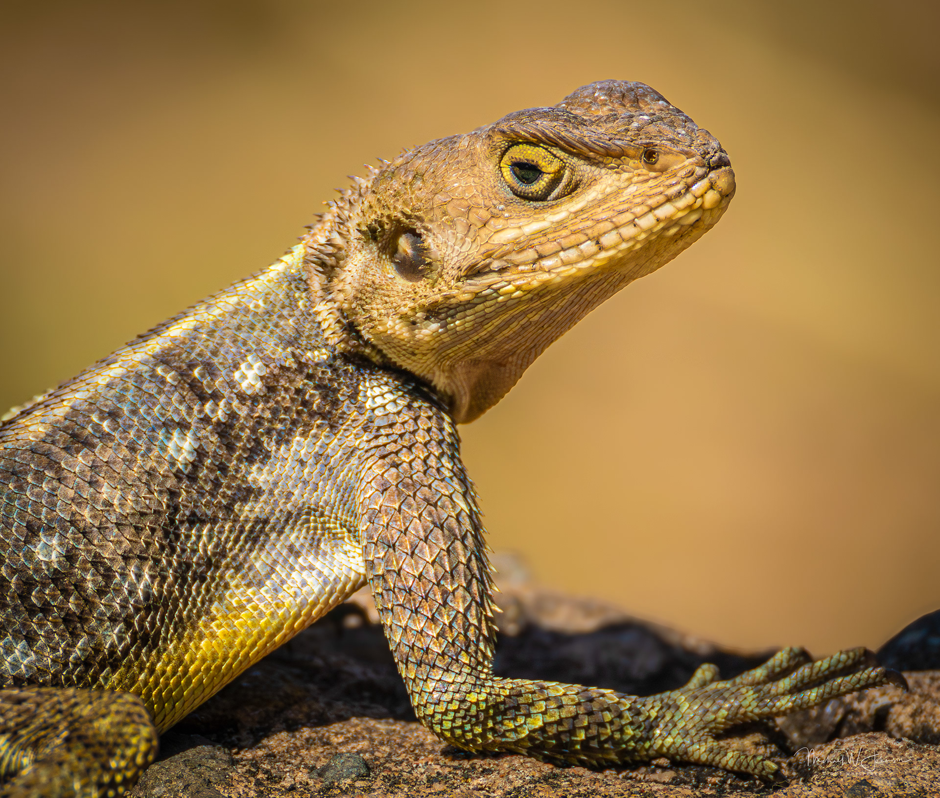 Yellow-bellied Lizard