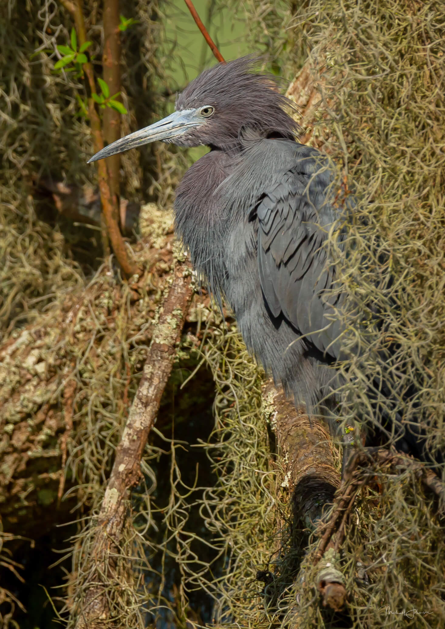 Little Blue Heron