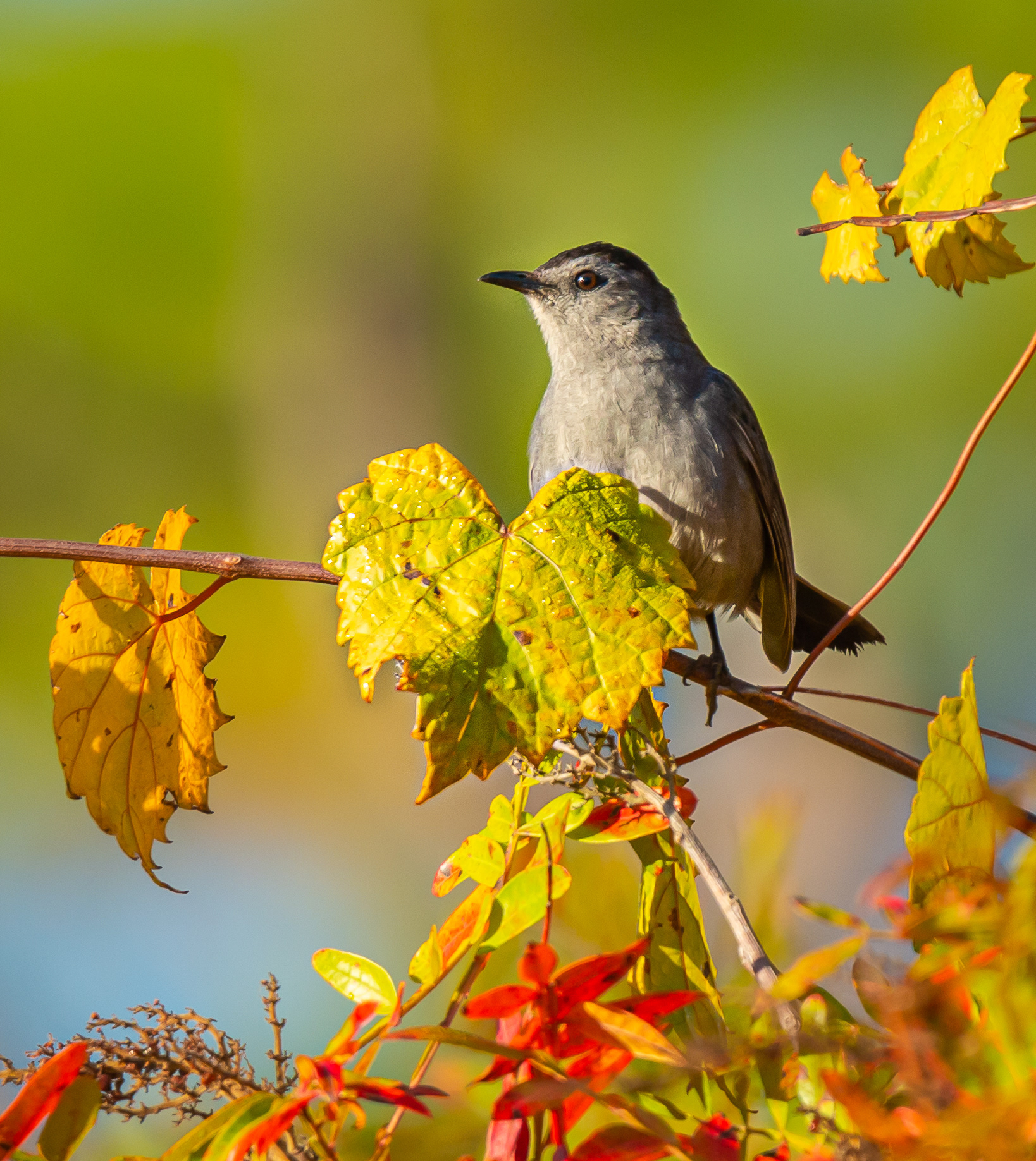 Gray Catbird