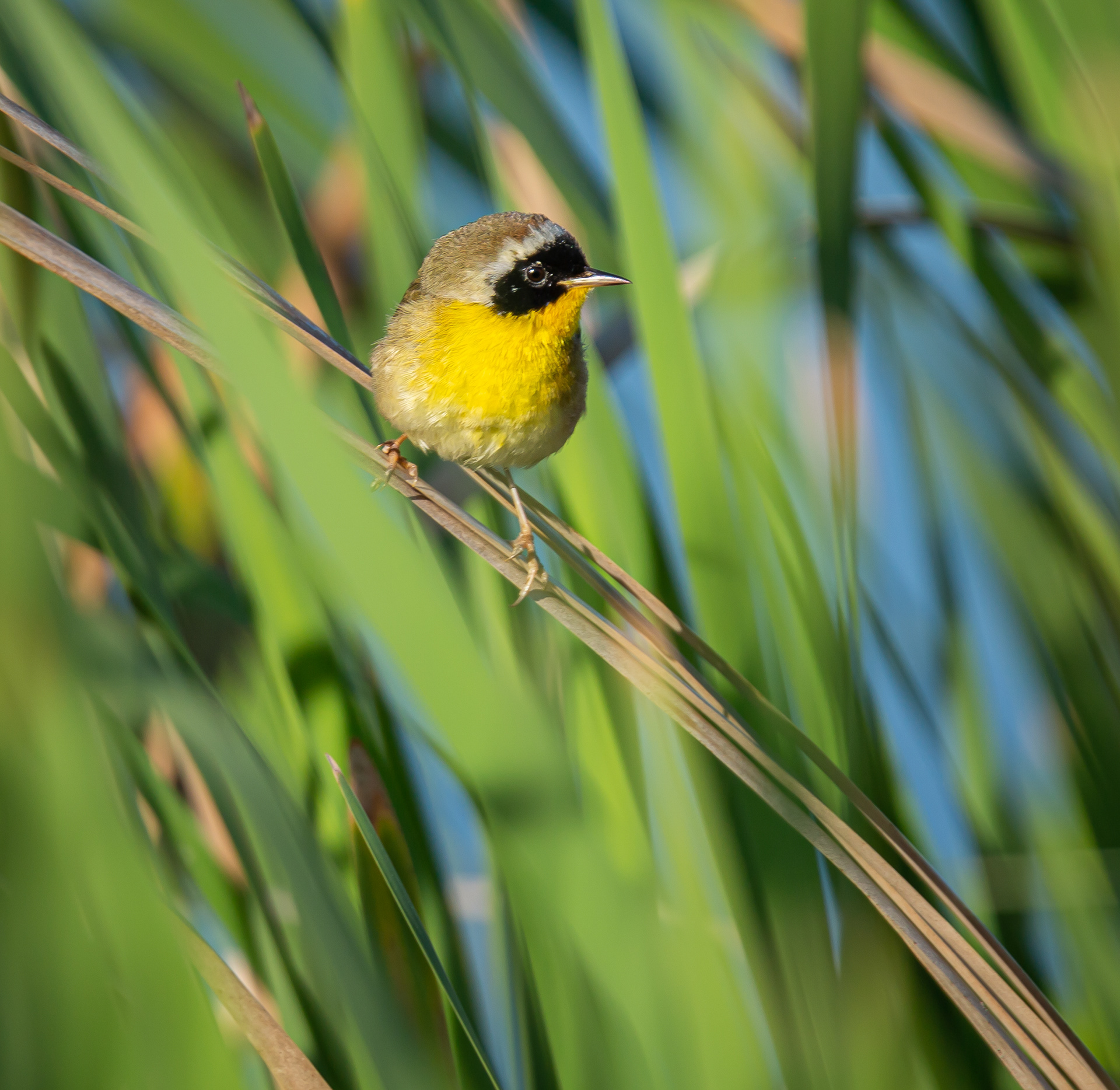 Common Yellowthroat