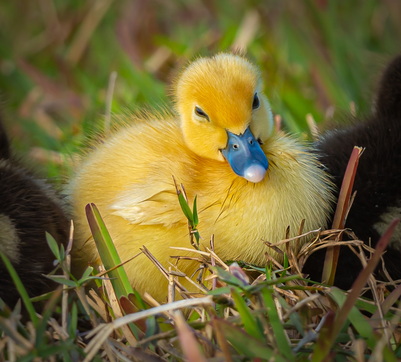 Muscovy Duck