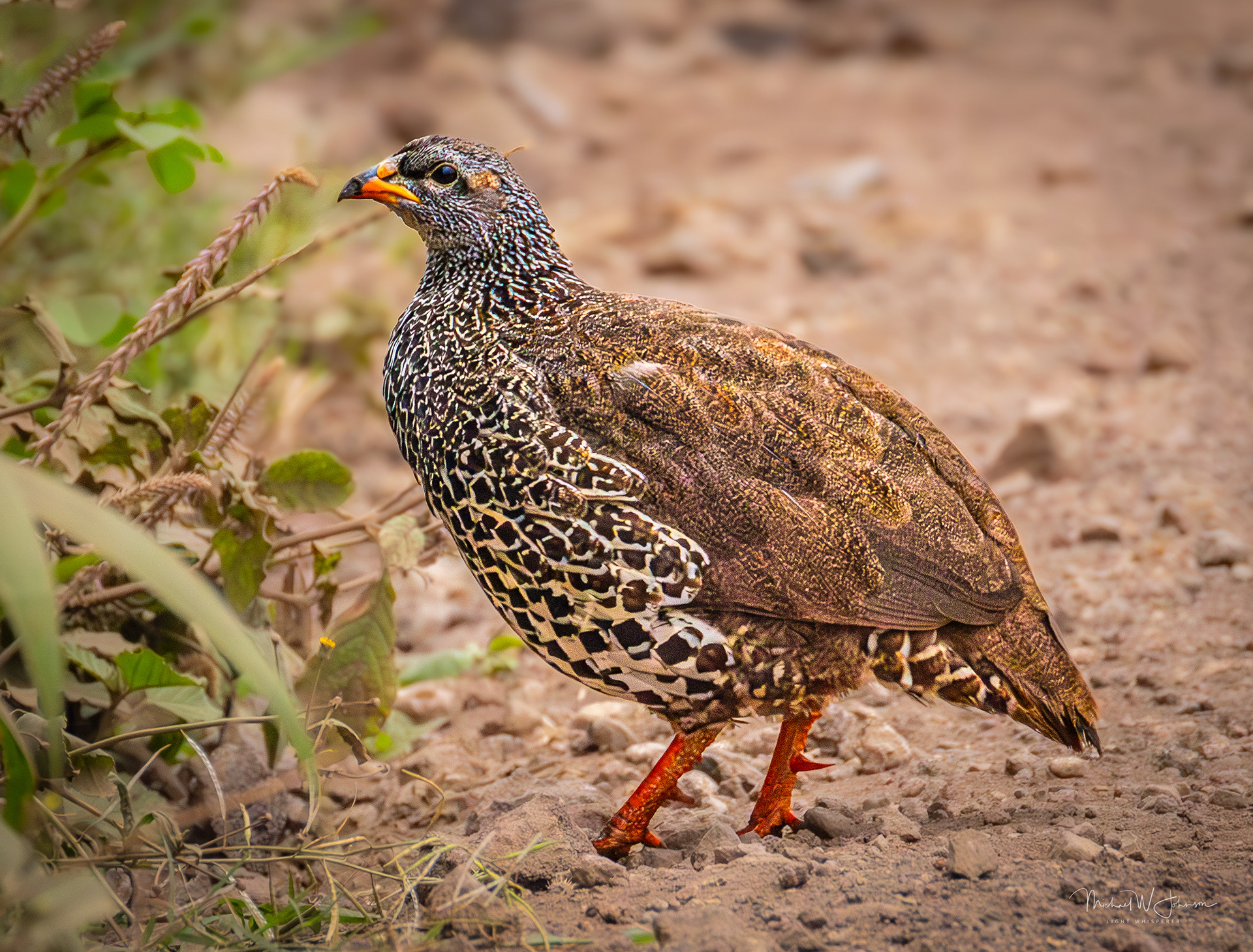 Hildebrandt's Spurfowl
