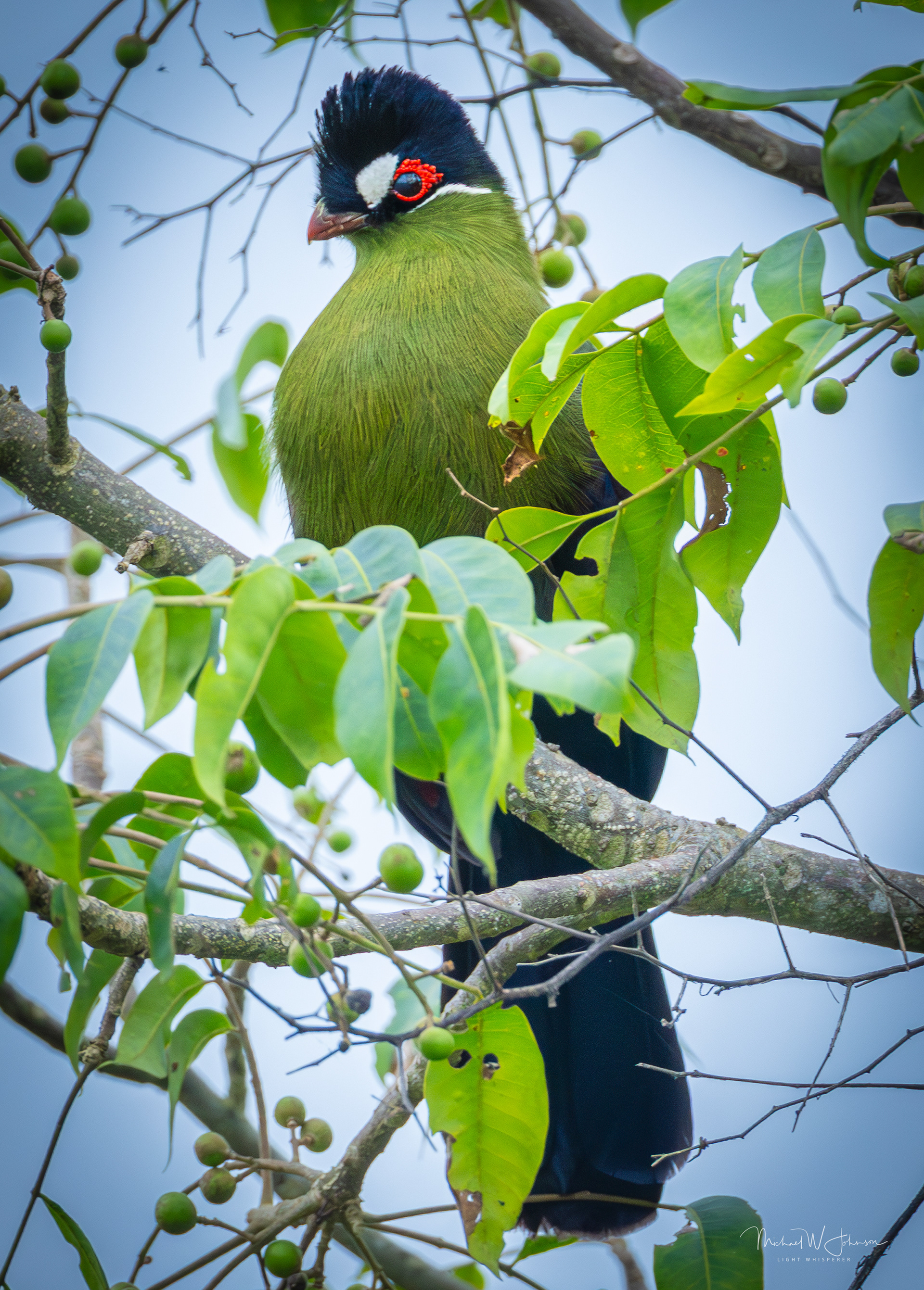 Hartlaub's Turaco